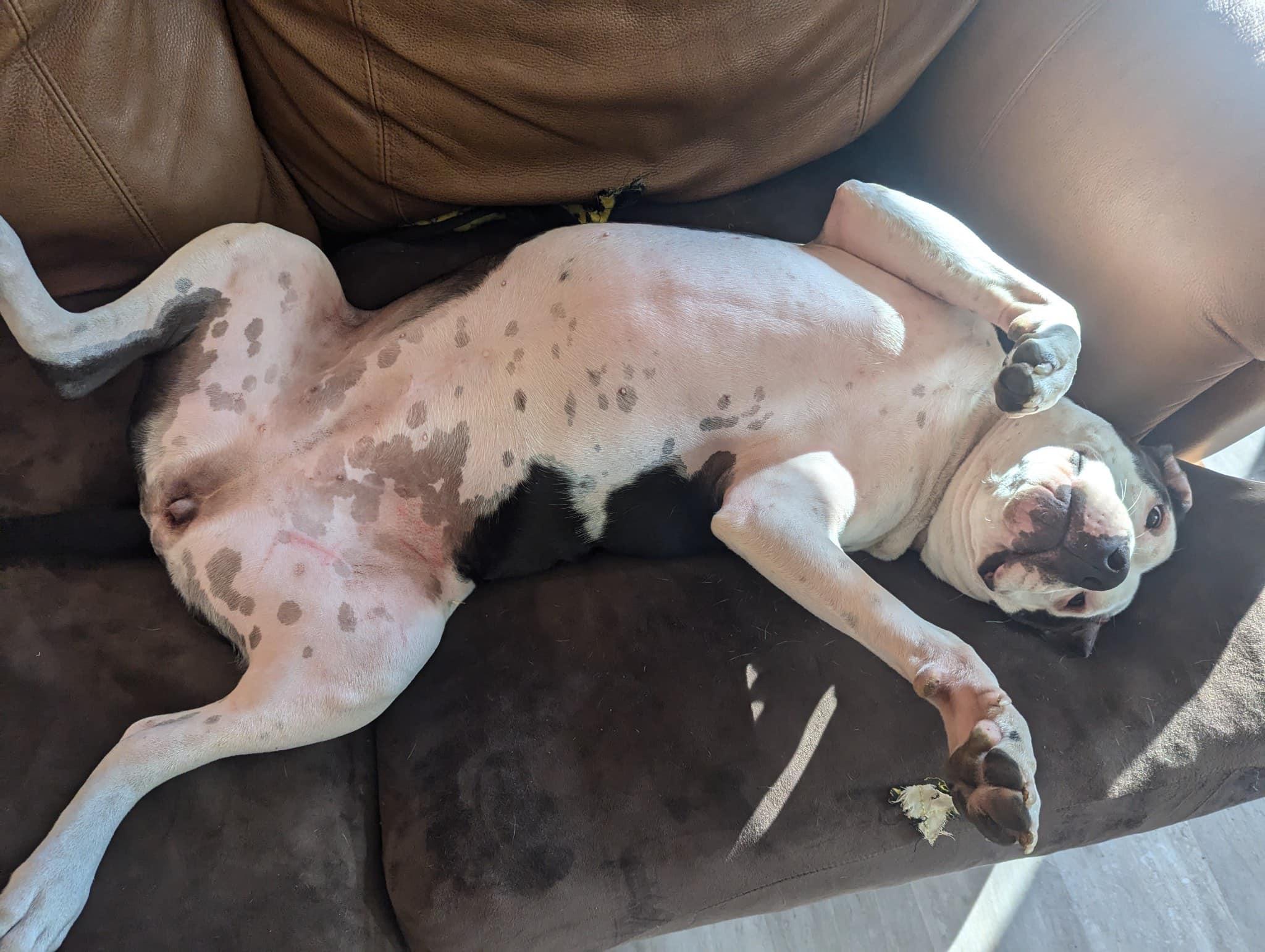 Chase - URGENT, needs foster or adopter, a Adoptable American Bulldog in Miamitown, OH image 1/6