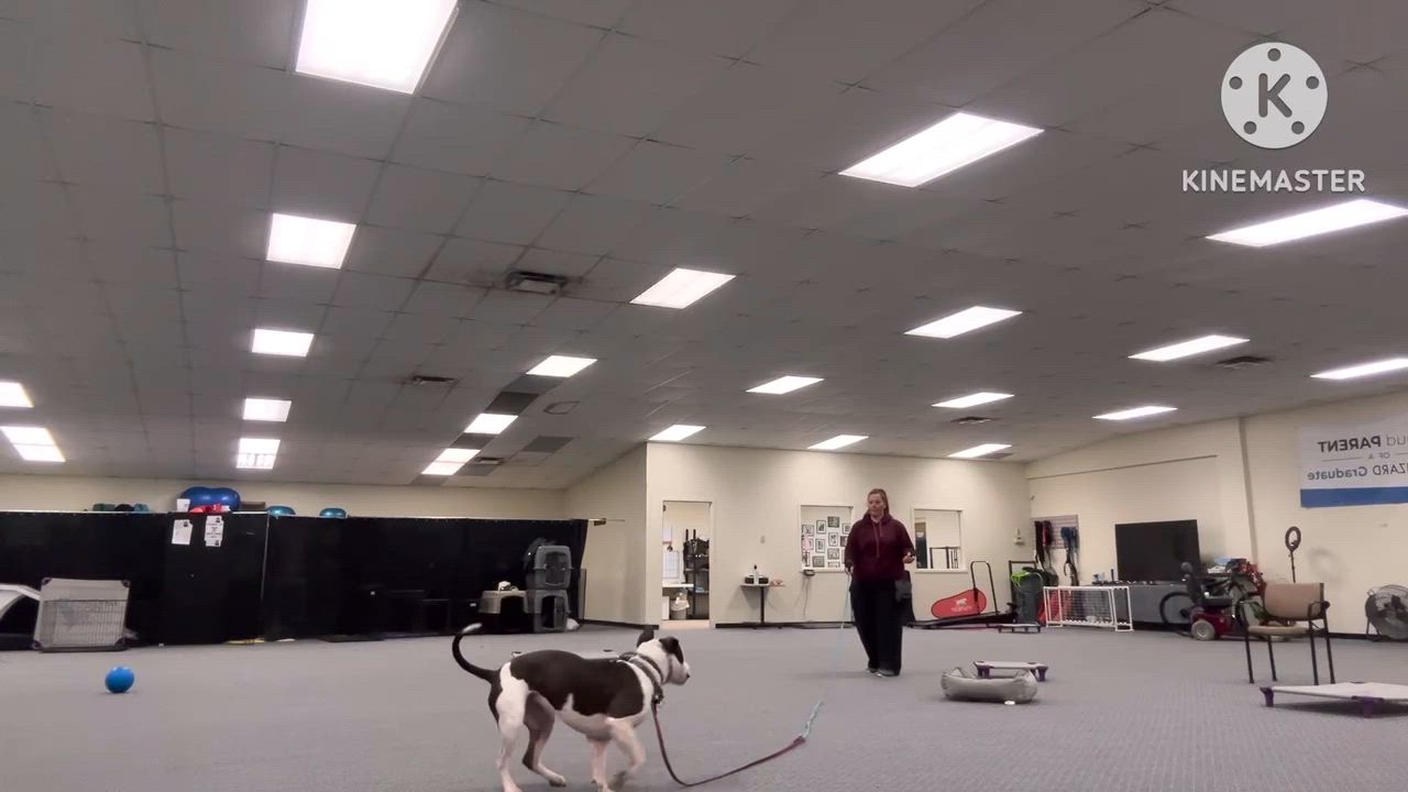 Enlarge Chase - URGENT, needs foster or adopter, a Adoptable American Bulldog in Miamitown, OH video 5/6