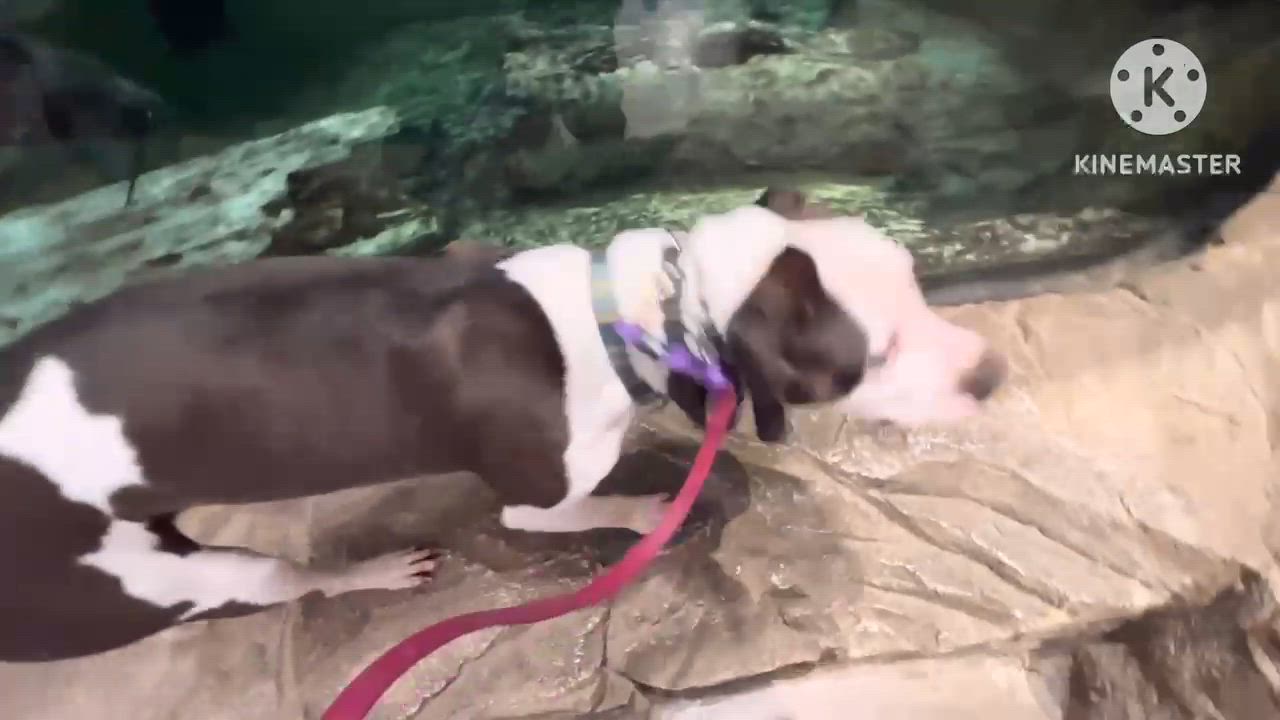 Enlarge Chase - URGENT, needs foster or adopter, a Adoptable American Bulldog in Miamitown, OH video 6/6