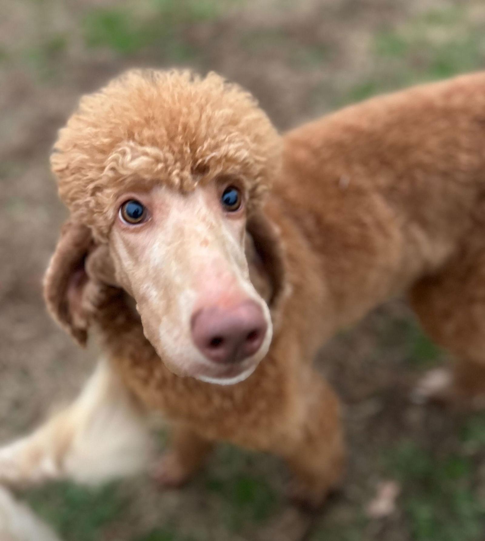 Enlarge Donna Feb 26  Waros, Kelsey & Burton, Jacob, Pitts, a Adopted Standard Poodle in Pacolet, SC image 1/3