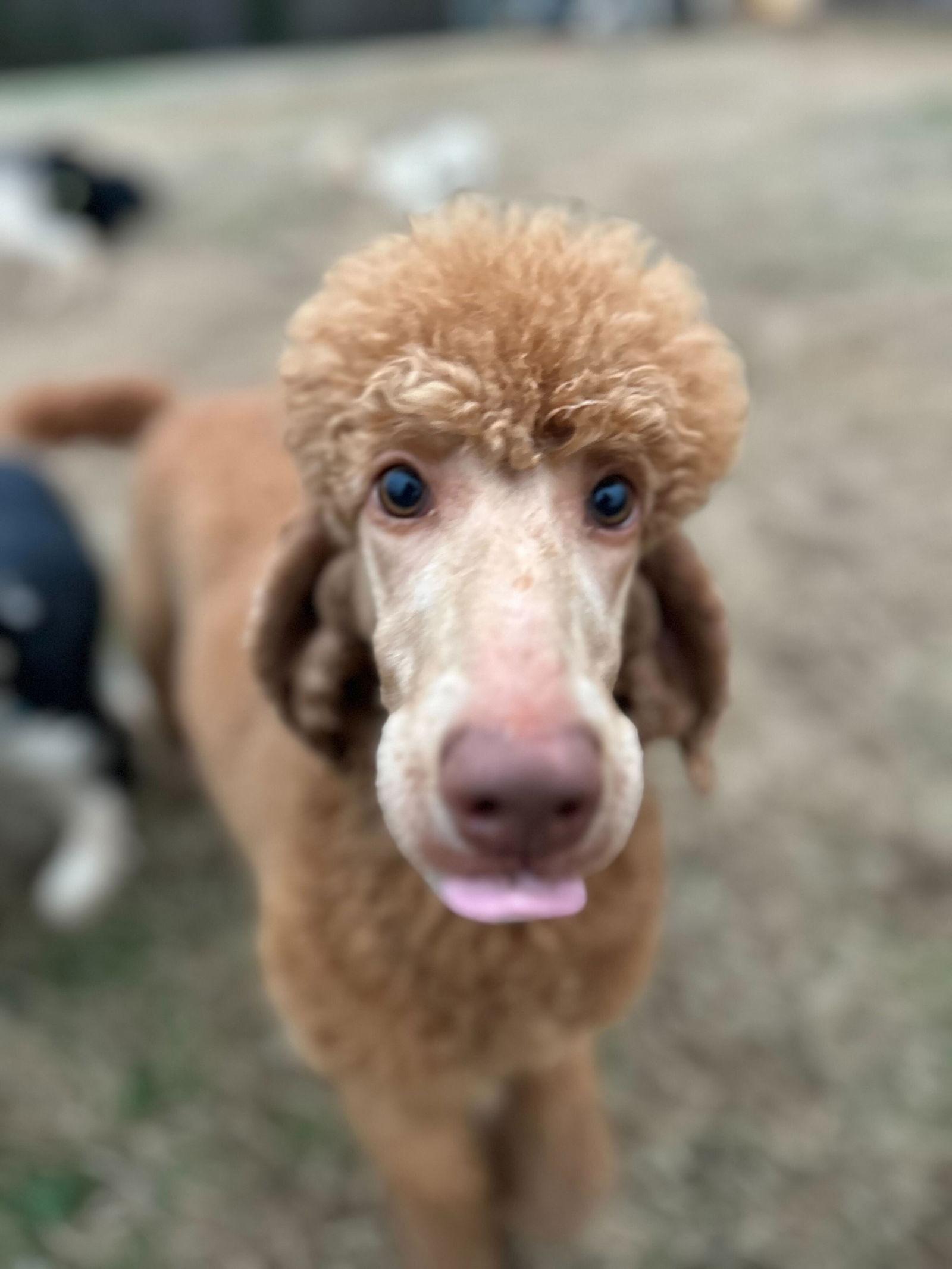Enlarge Donna Feb 26  Waros, Kelsey & Burton, Jacob, Pitts, a Adopted Standard Poodle in Pacolet, SC image 2/3