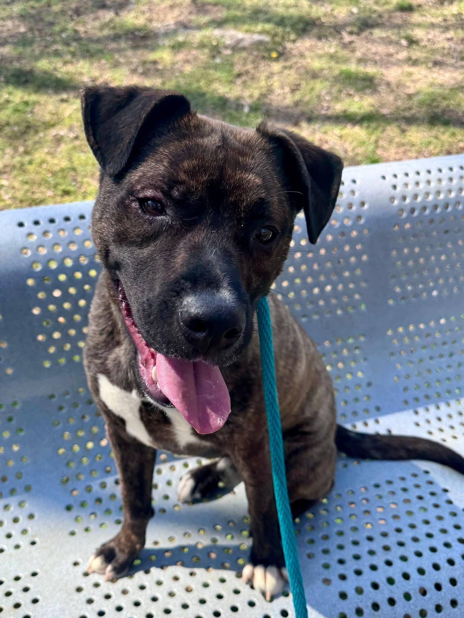 Smith, a ADOPTABLE Mixed Breed in Nashville, TN image 3/4