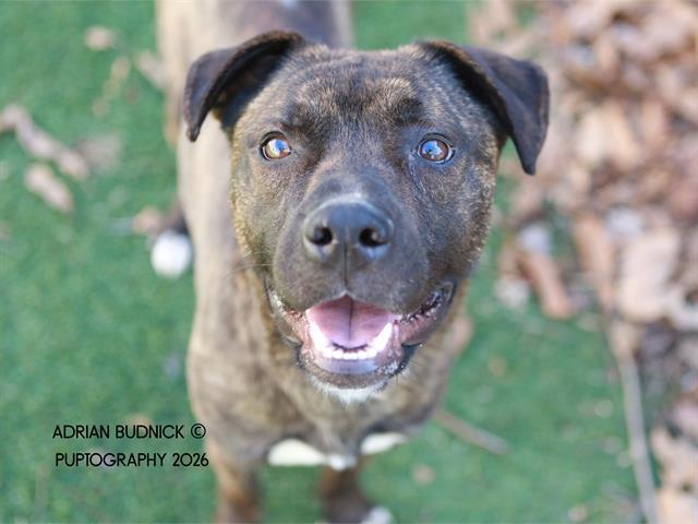 Enlarge Smith, a ADOPTABLE Mixed Breed in Nashville, TN image 1/2
