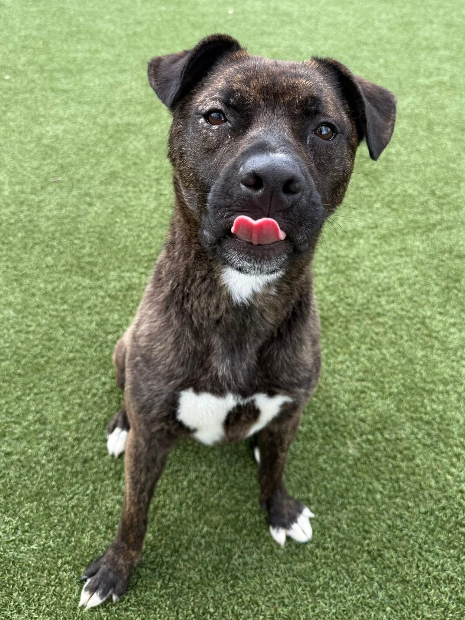 Smith, a ADOPTABLE Mixed Breed in Nashville, TN image 2/4
