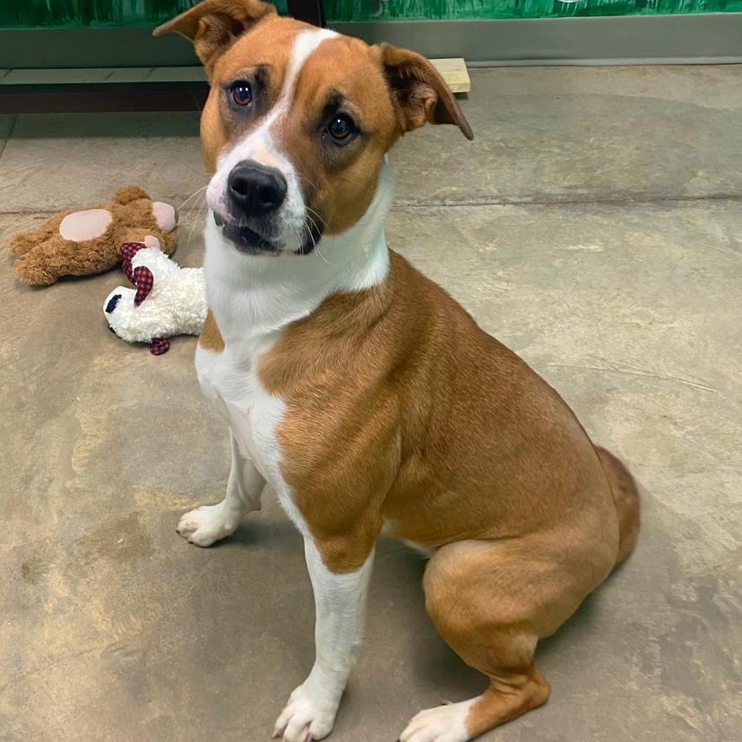 Enlarge Jody, a Adoptable mixed breed in Godfrey, IL image 1/1