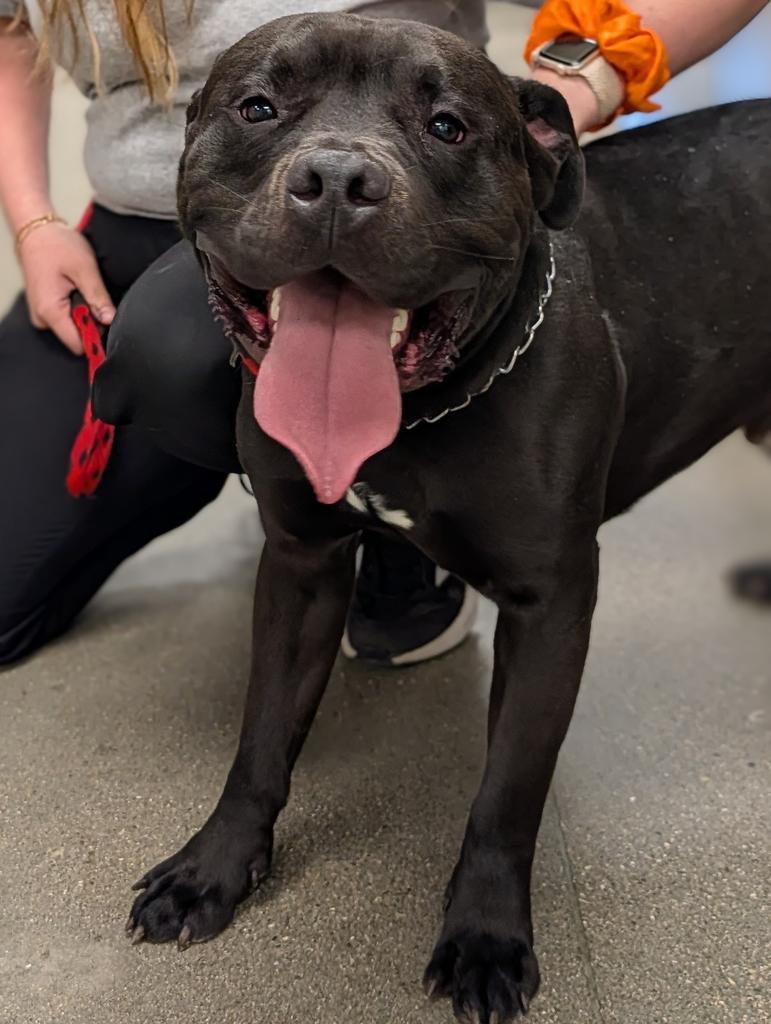 Lonzo, a Adoptable mixed breed in Greenfield, IN image 1/6