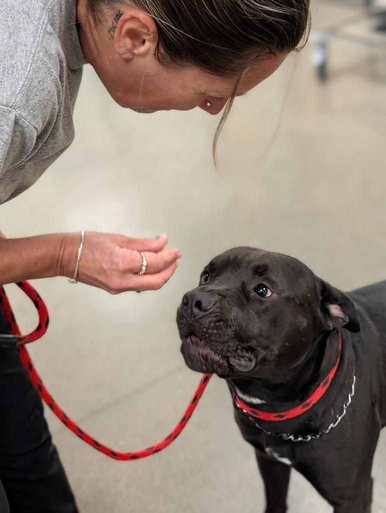 Lonzo, a Adoptable mixed breed in Greenfield, IN image 2/6