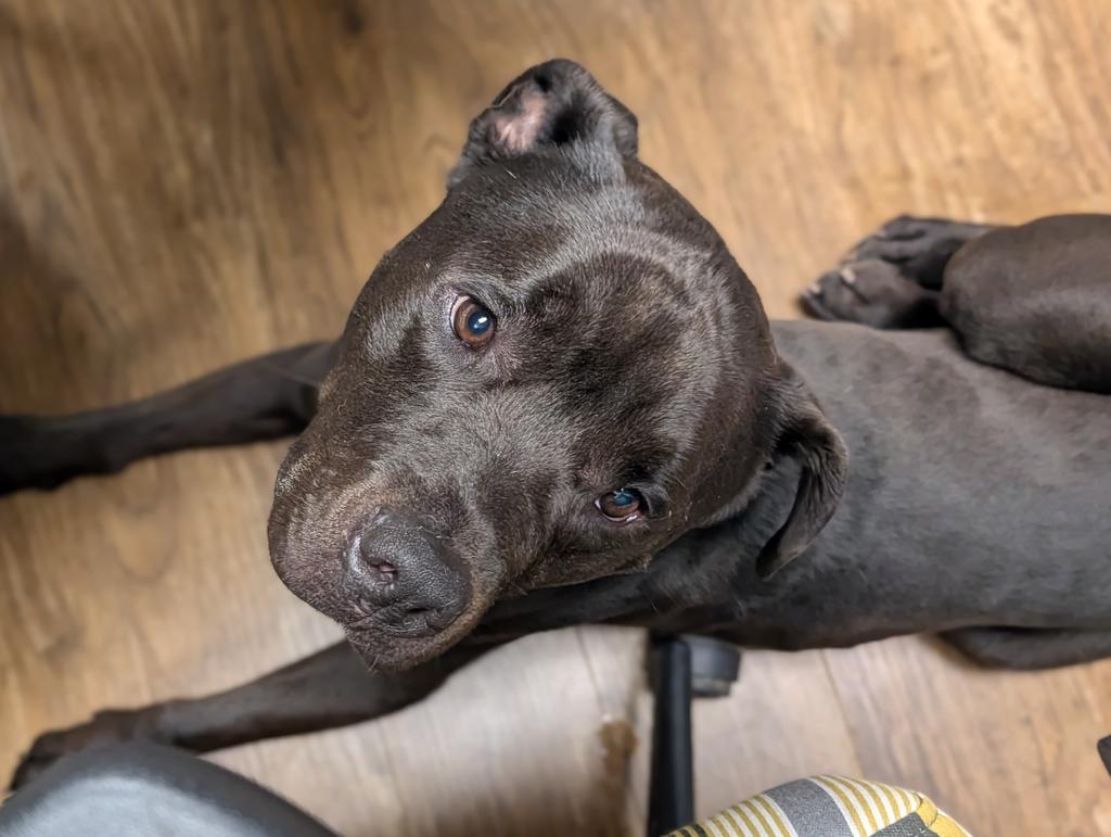Lonzo, a Adoptable mixed breed in Greenfield, IN image 4/6