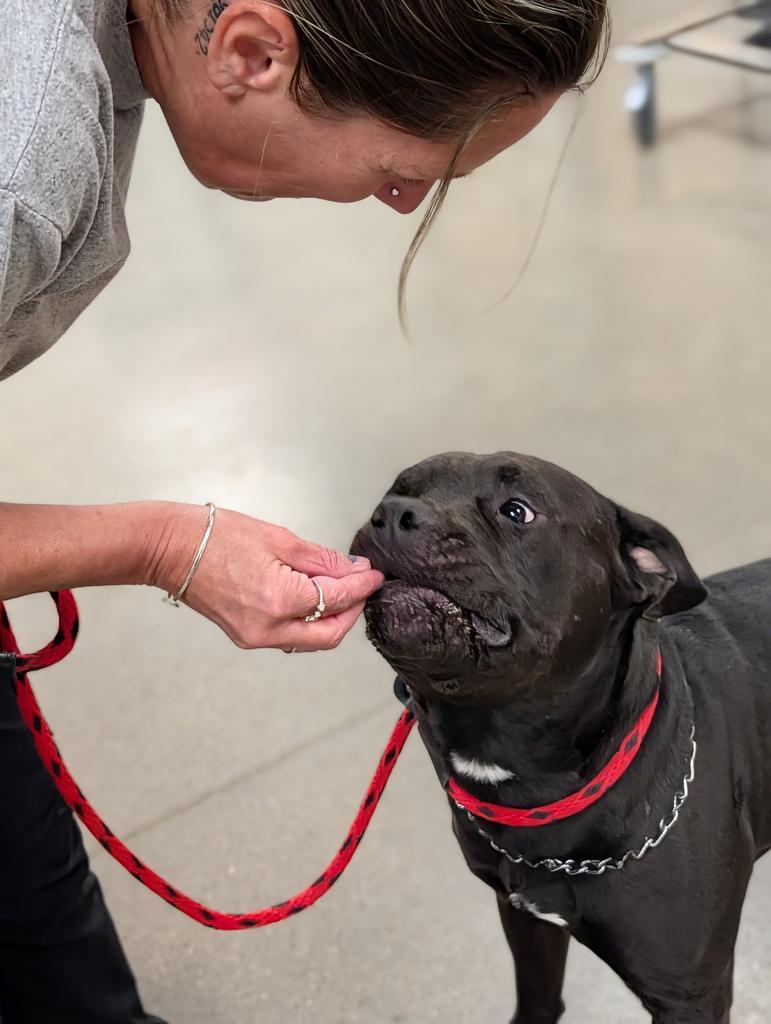 Lonzo, a Adoptable mixed breed in Greenfield, IN image 5/6