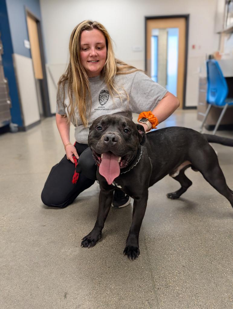 Lonzo, a Adoptable mixed breed in Greenfield, IN image 5/6