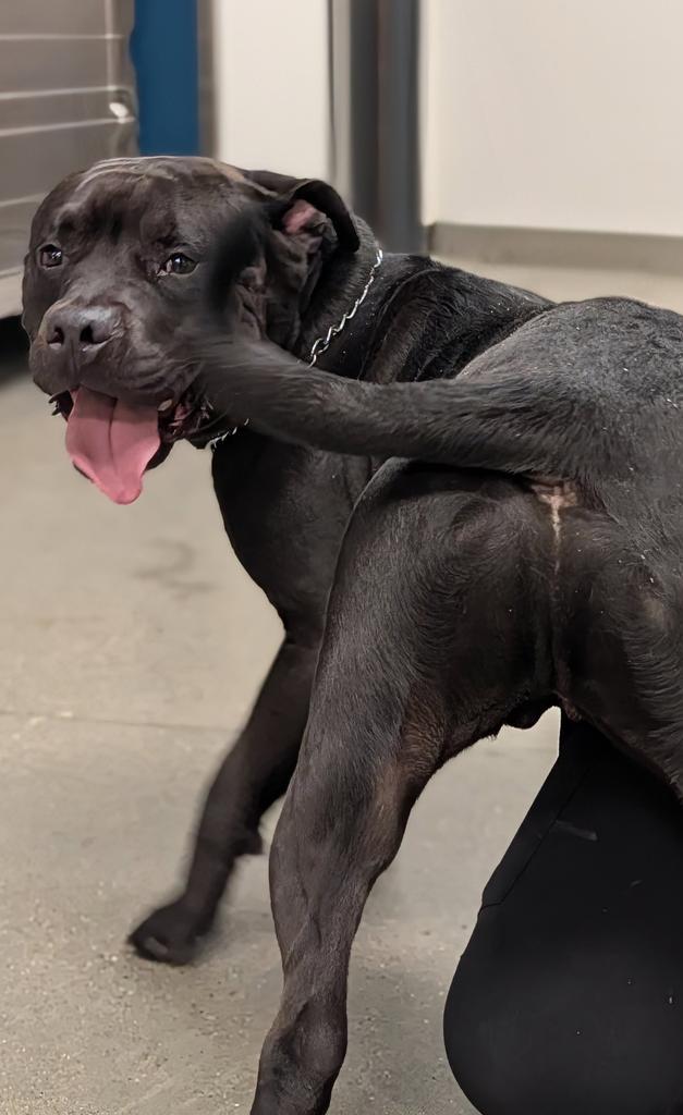 Lonzo, a Adoptable mixed breed in Greenfield, IN image 6/6