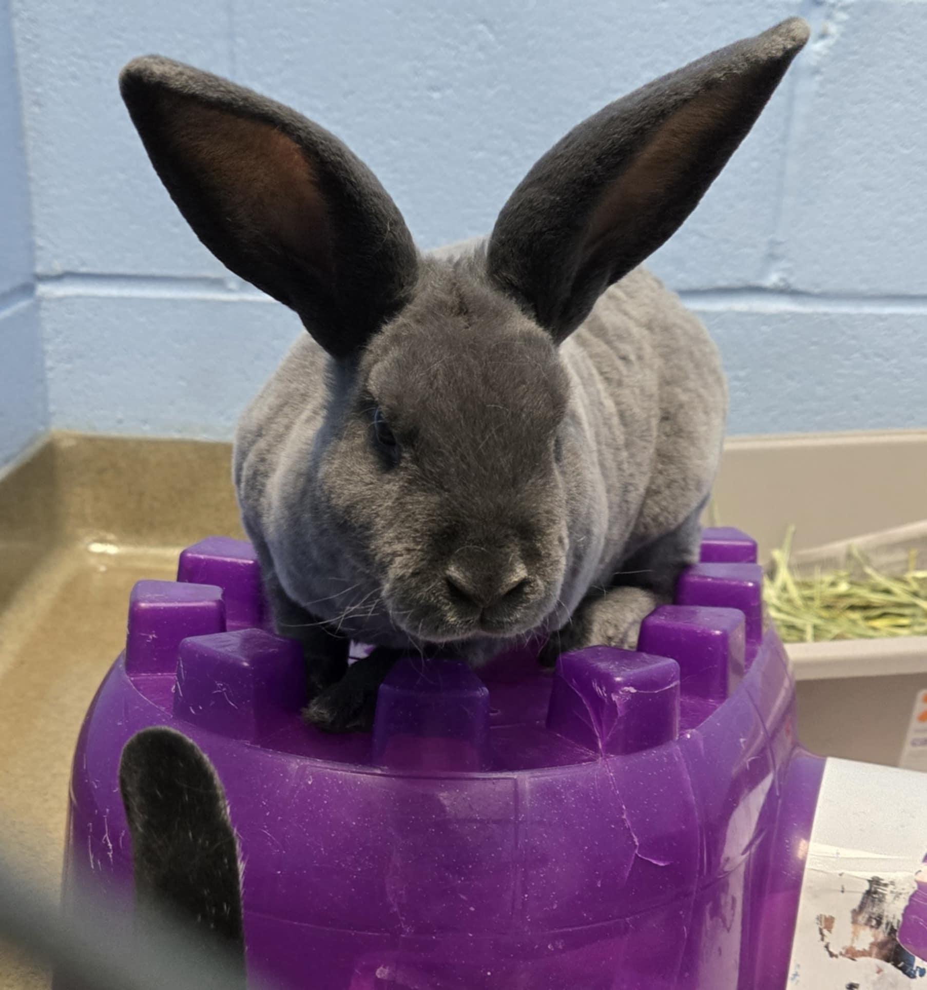 Baby bunnies!, Baby Female Dwarf