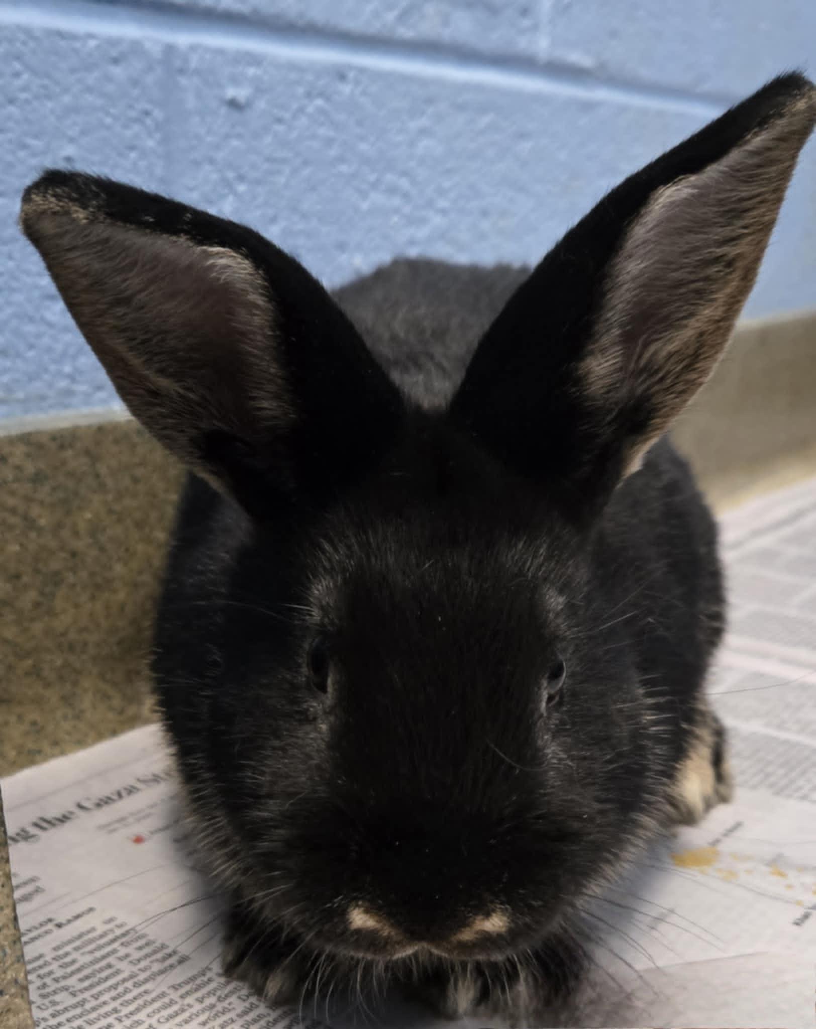 Baby bunnies! photo 4