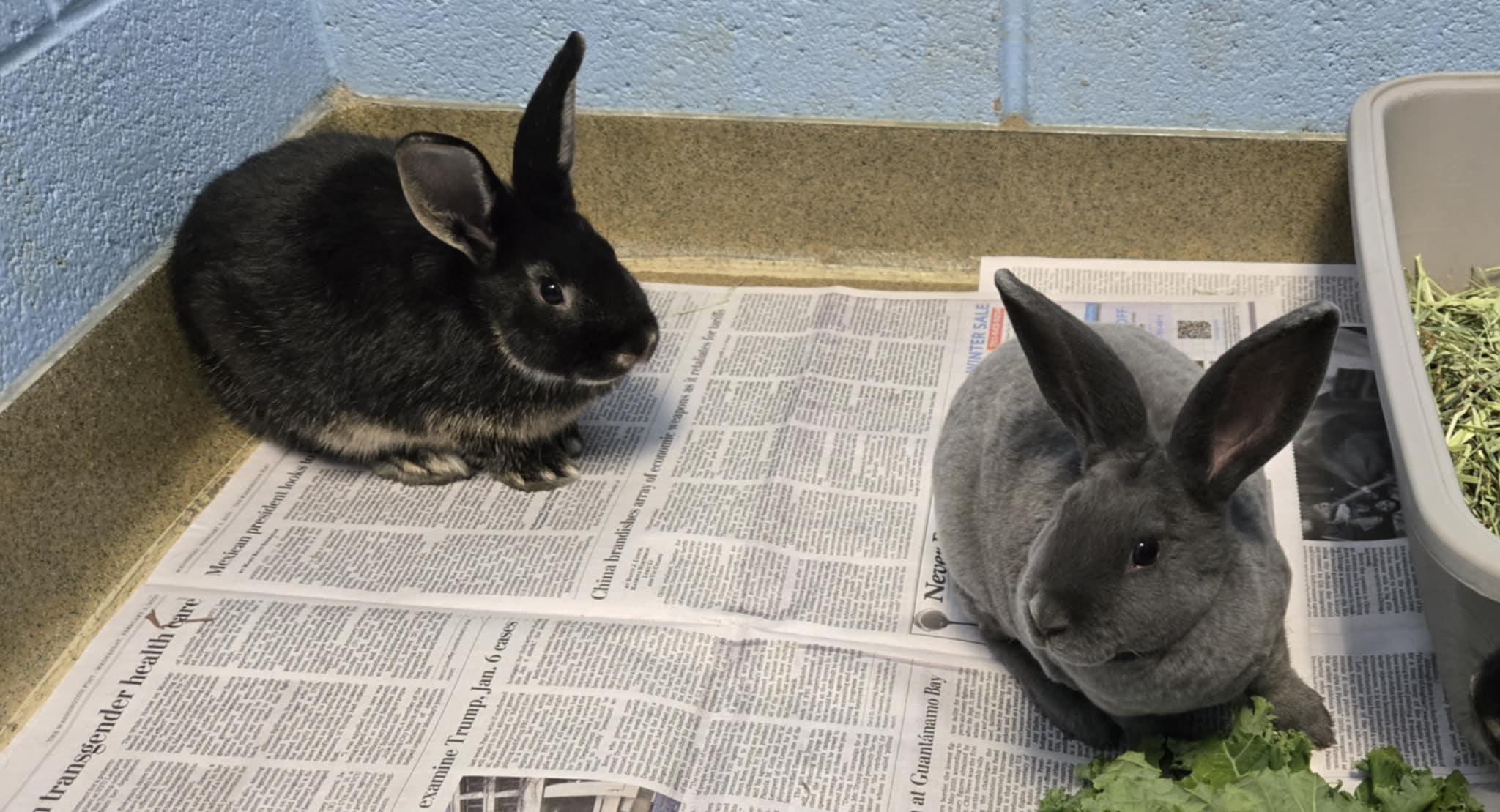 Baby bunnies! photo 2