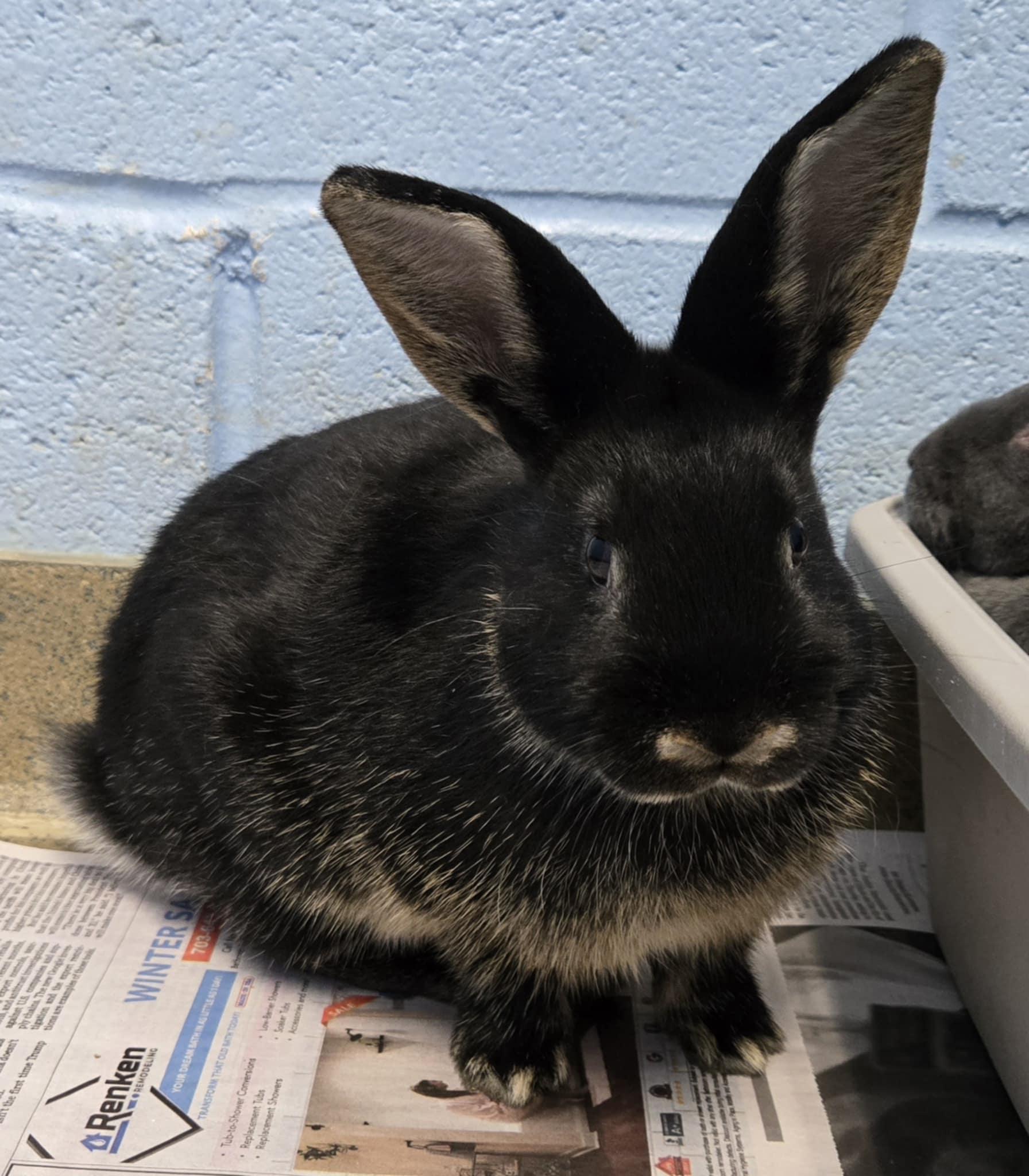 Enlarge Baby bunnies!, a Adopted Dwarf in Manassas, VA image 4/4