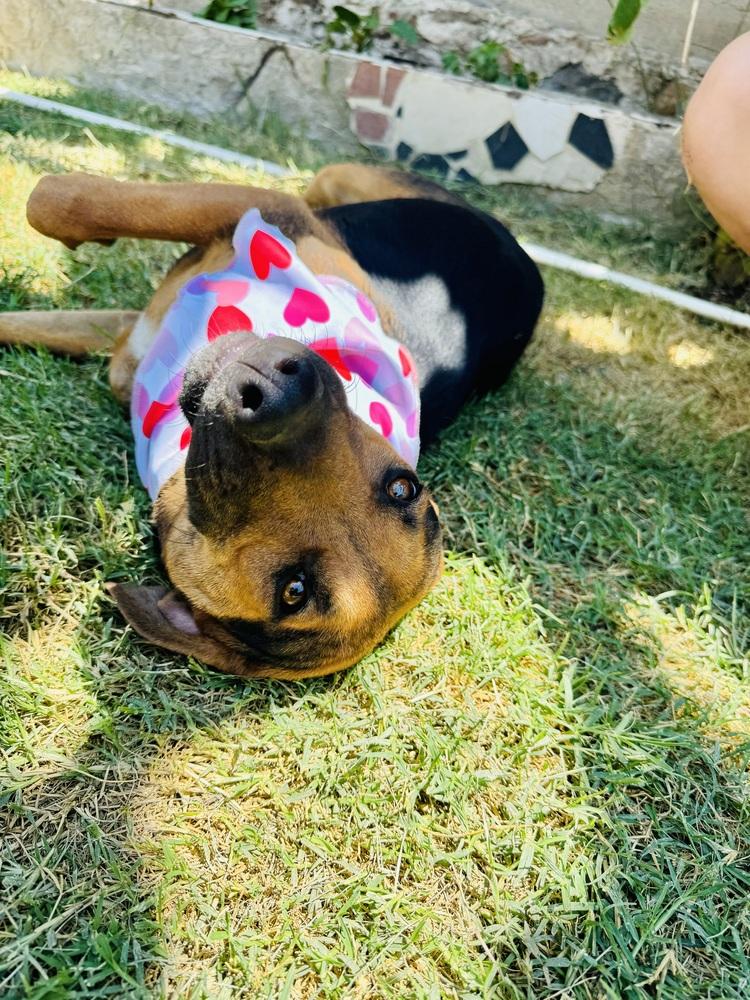 Enlarge Petunia-1, a Adoptable mixed breed in Ajijic Centro, JAL image 1/6