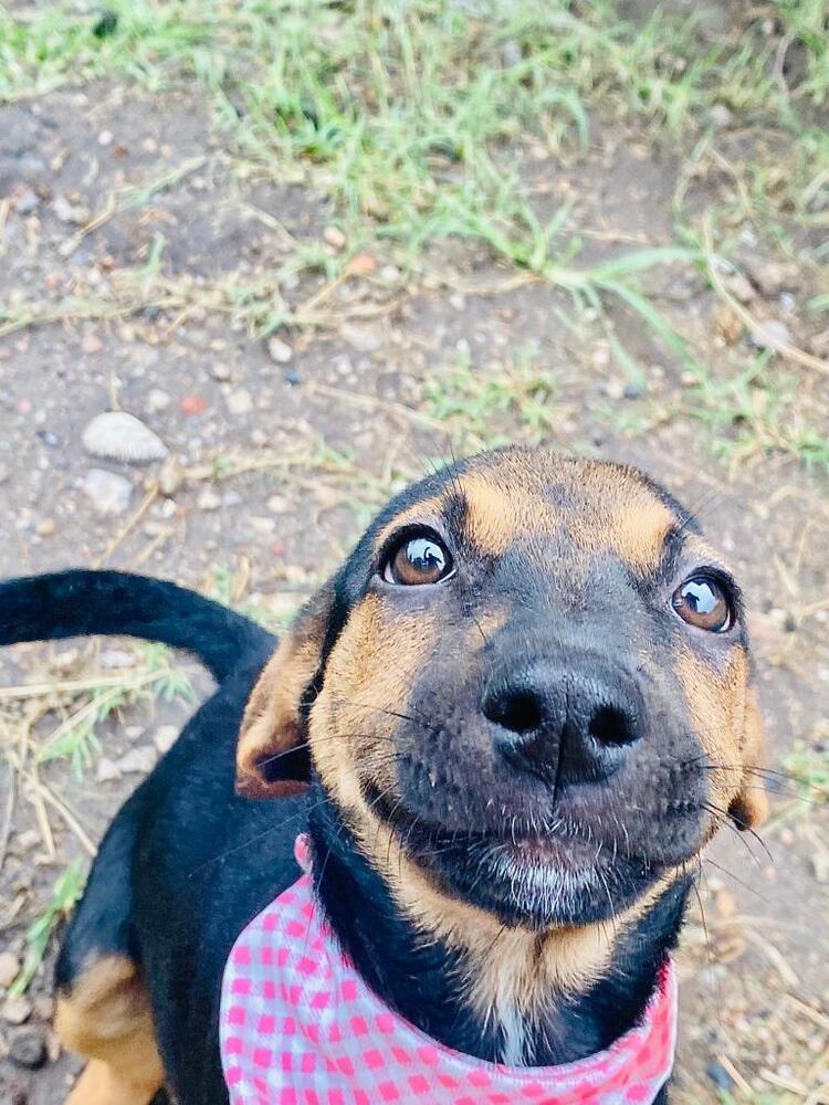 Enlarge Petunia-1, a Adoptable mixed breed in Ajijic Centro, JAL image 2/6