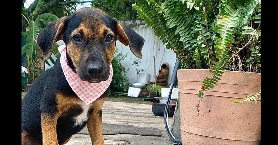 Enlarge Petunia-1, a Adoptable mixed breed in Ajijic Centro, JAL image 3/6