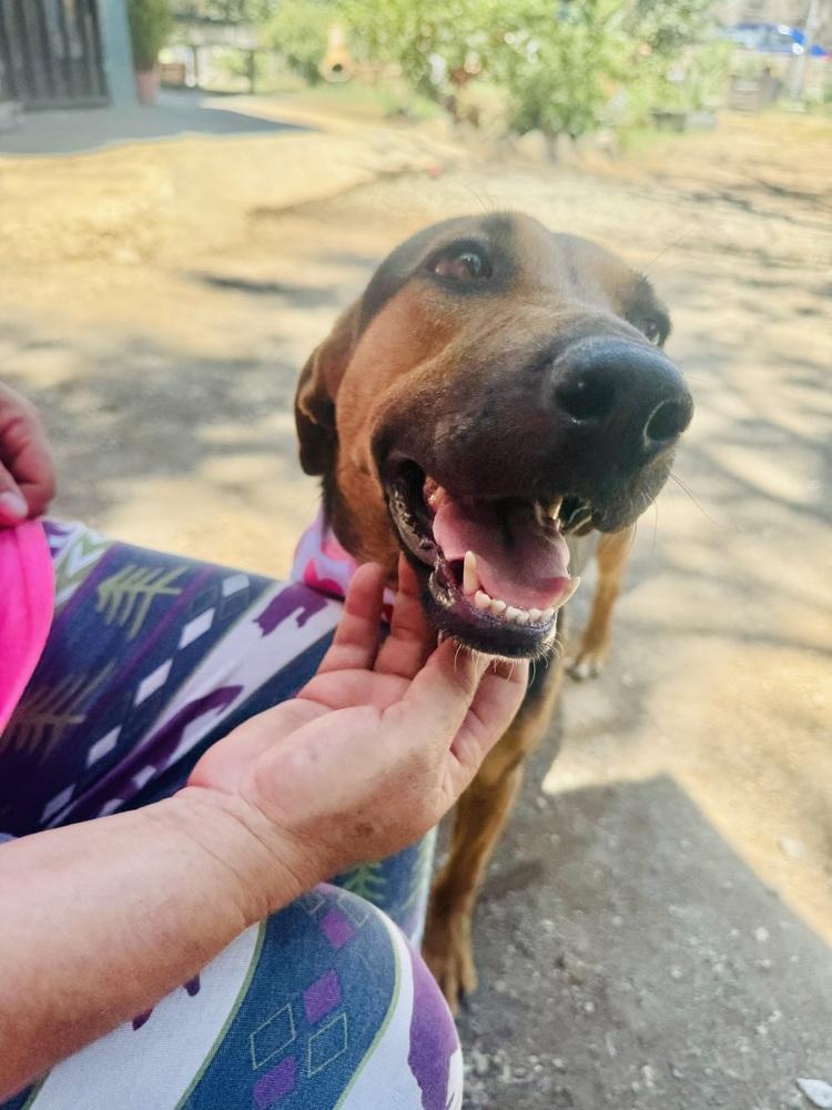 Enlarge Petunia-1, a Adoptable mixed breed in Ajijic Centro, JAL image 4/6