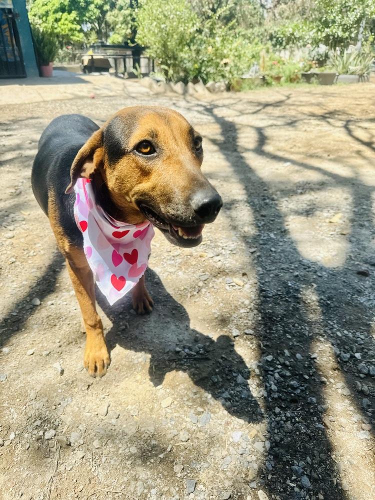 Enlarge Petunia-1, a Adoptable mixed breed in Ajijic Centro, JAL image 5/6