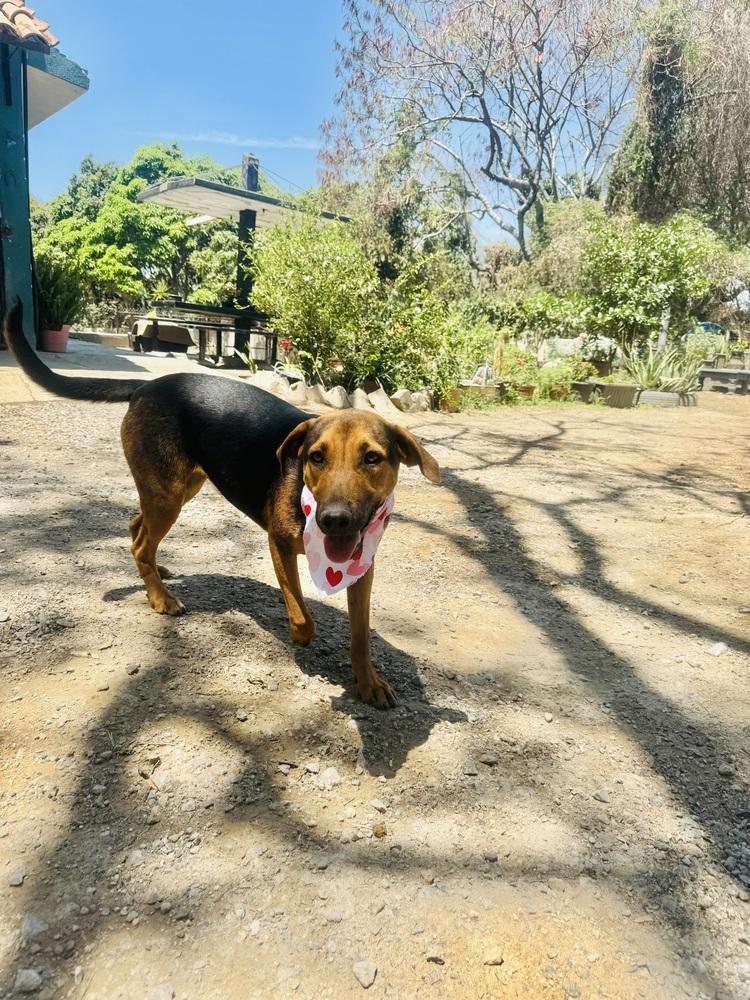 Enlarge Petunia-1, a Adoptable mixed breed in Ajijic Centro, JAL image 6/6