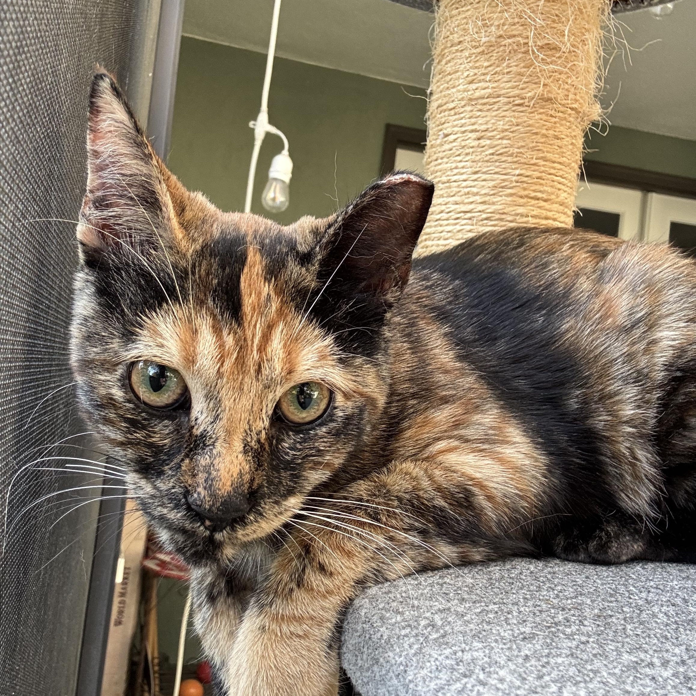 Enlarge Casey, a Adoptable Domestic Short Hair in Long Beach, CA image 1/4