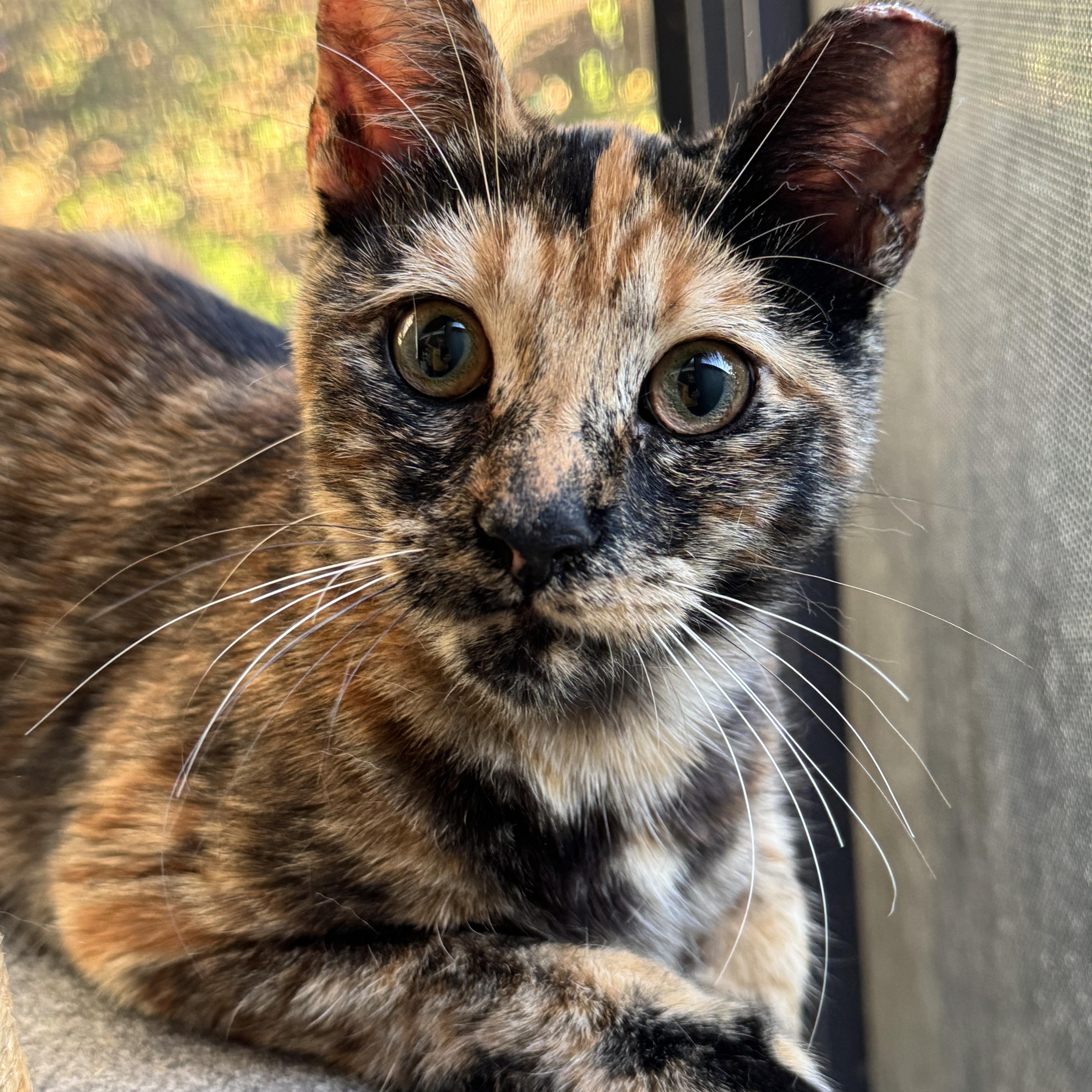 Enlarge Casey, a Adoptable Domestic Short Hair in Long Beach, CA image 2/4