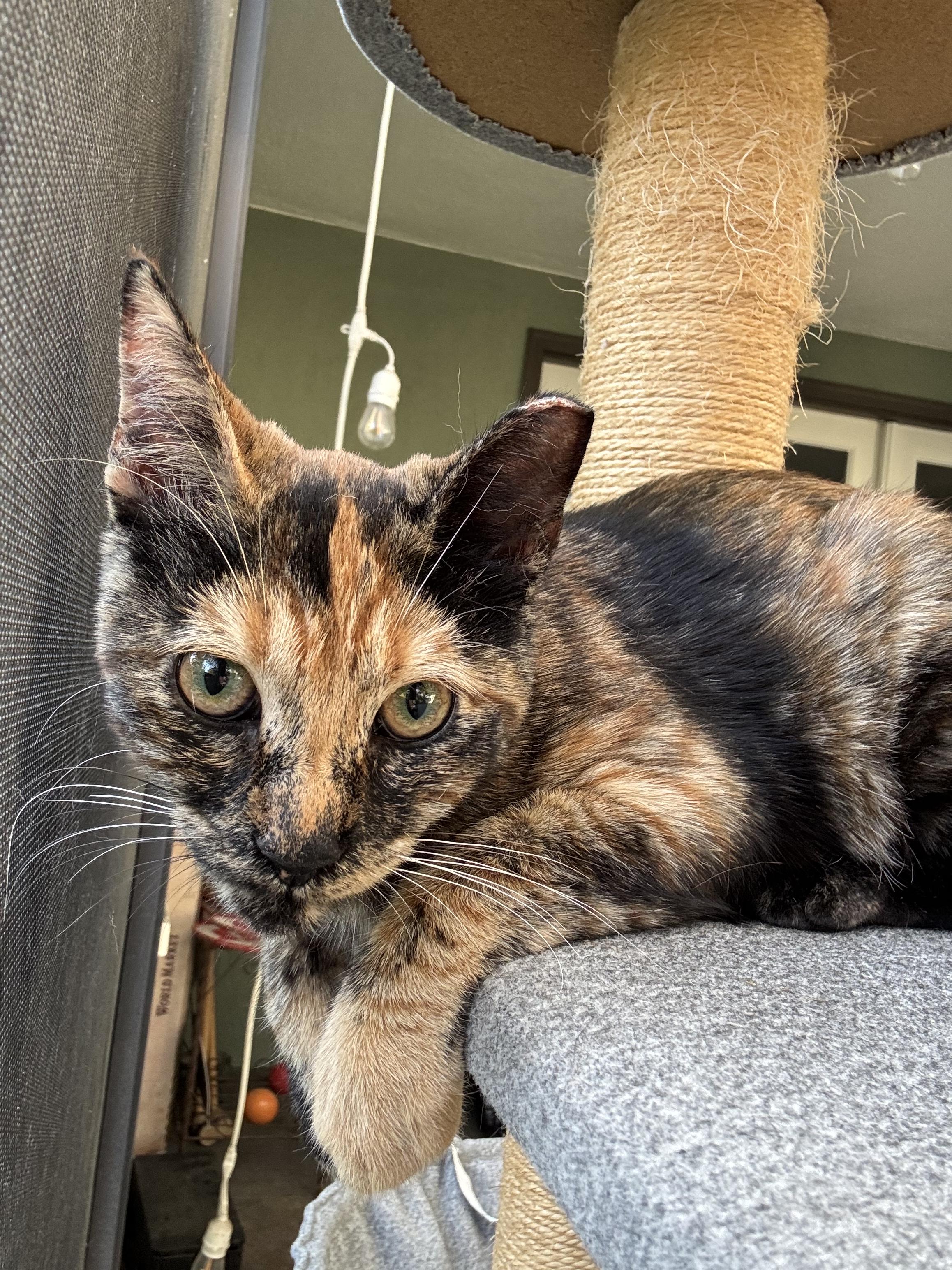 Blossom — thumbnail 5