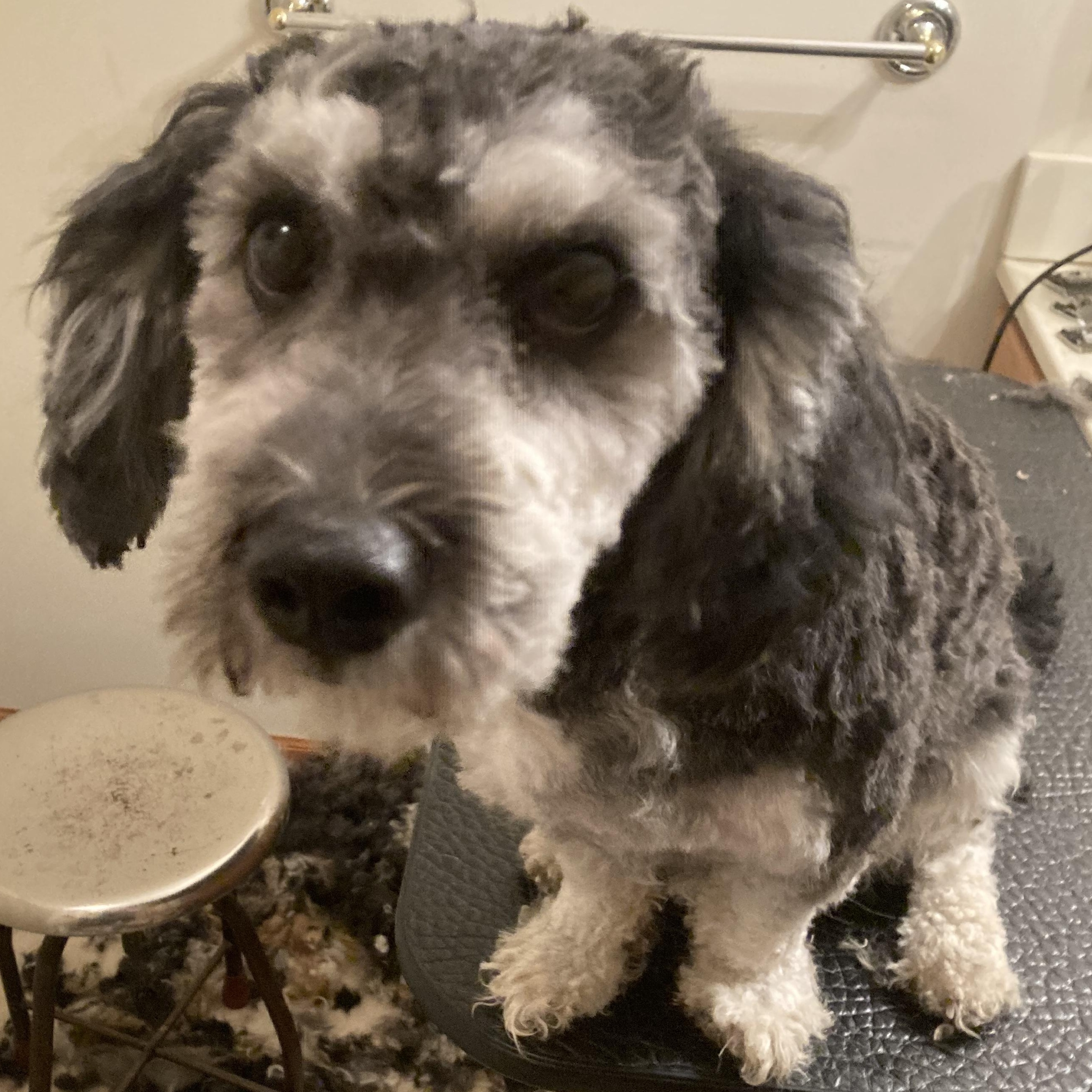 Enlarge Gatsby, an adopted mixed breed in Bettendorf, IA image 3/5