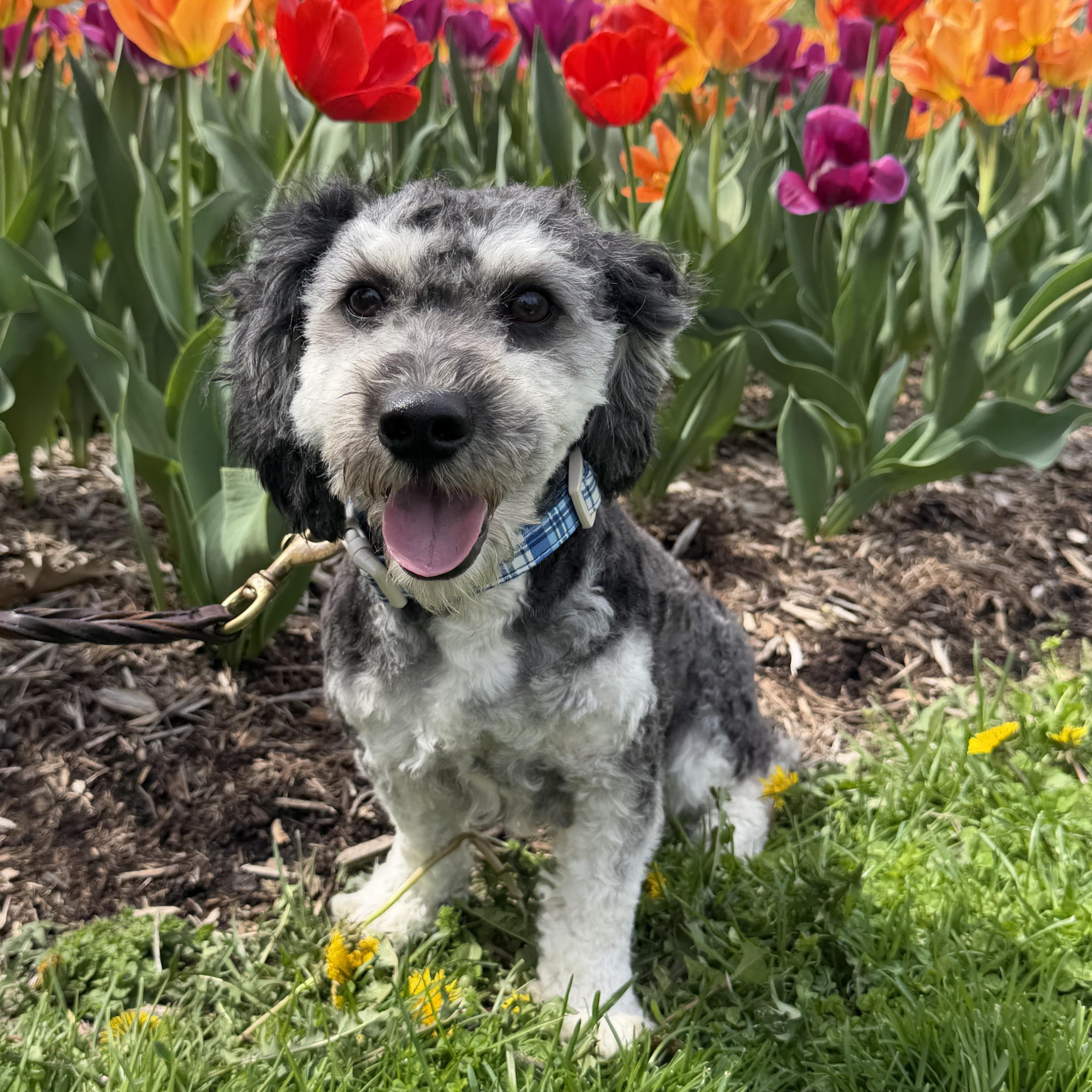 Enlarge Gatsby, an adopted mixed breed in Bettendorf, IA image 1/5