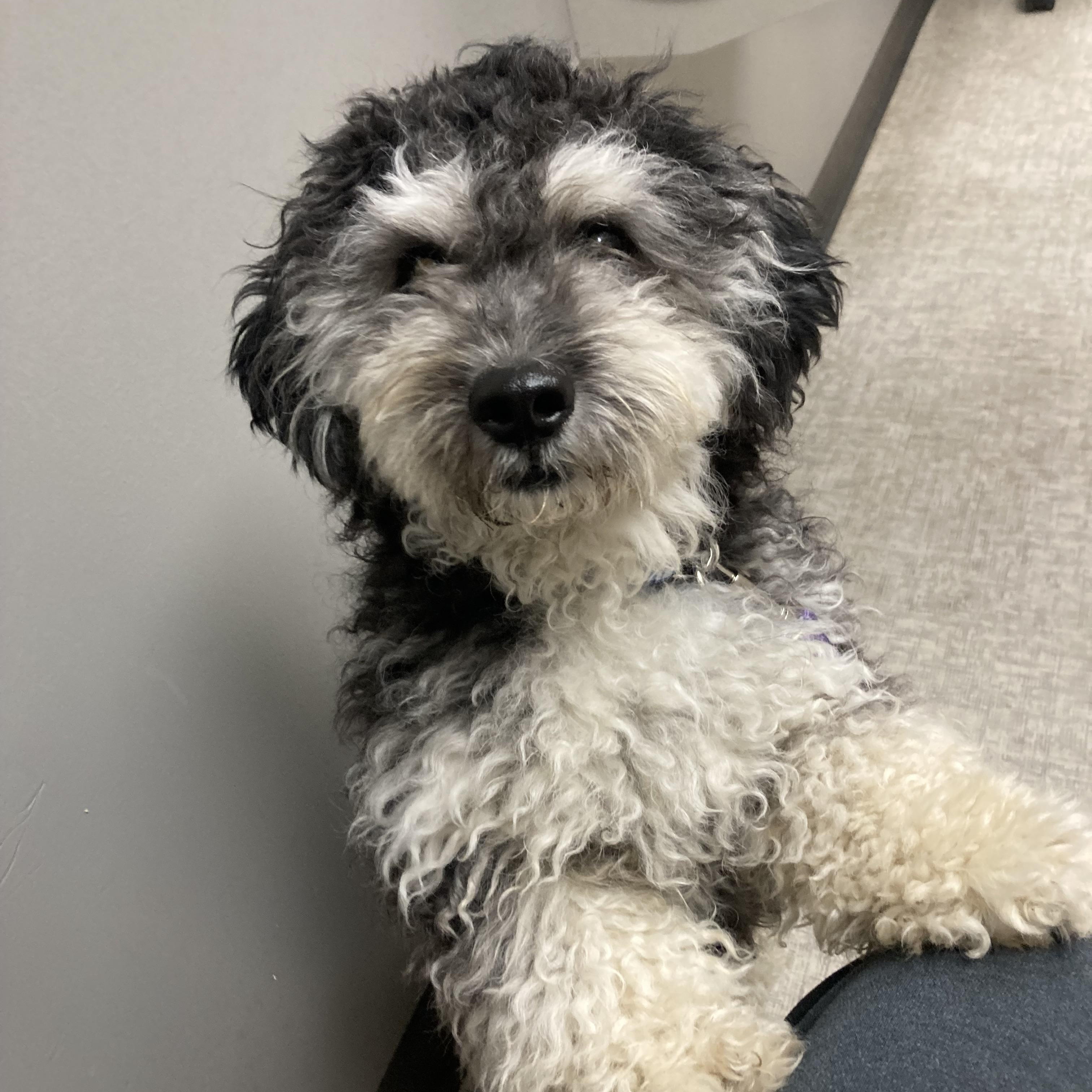 Enlarge Gatsby, an adopted mixed breed in Bettendorf, IA image 2/5