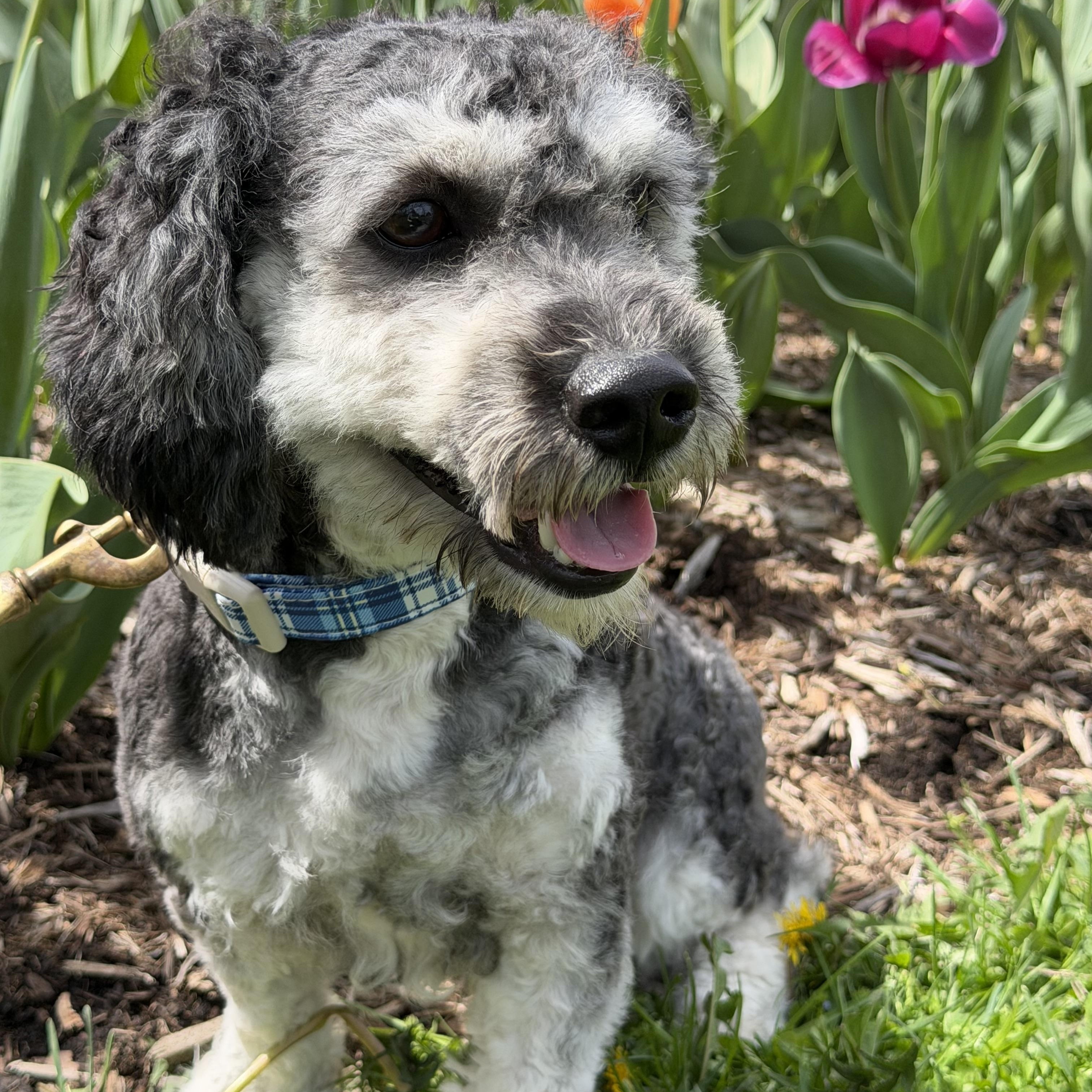 Enlarge Gatsby, an adopted mixed breed in Bettendorf, IA image 4/5