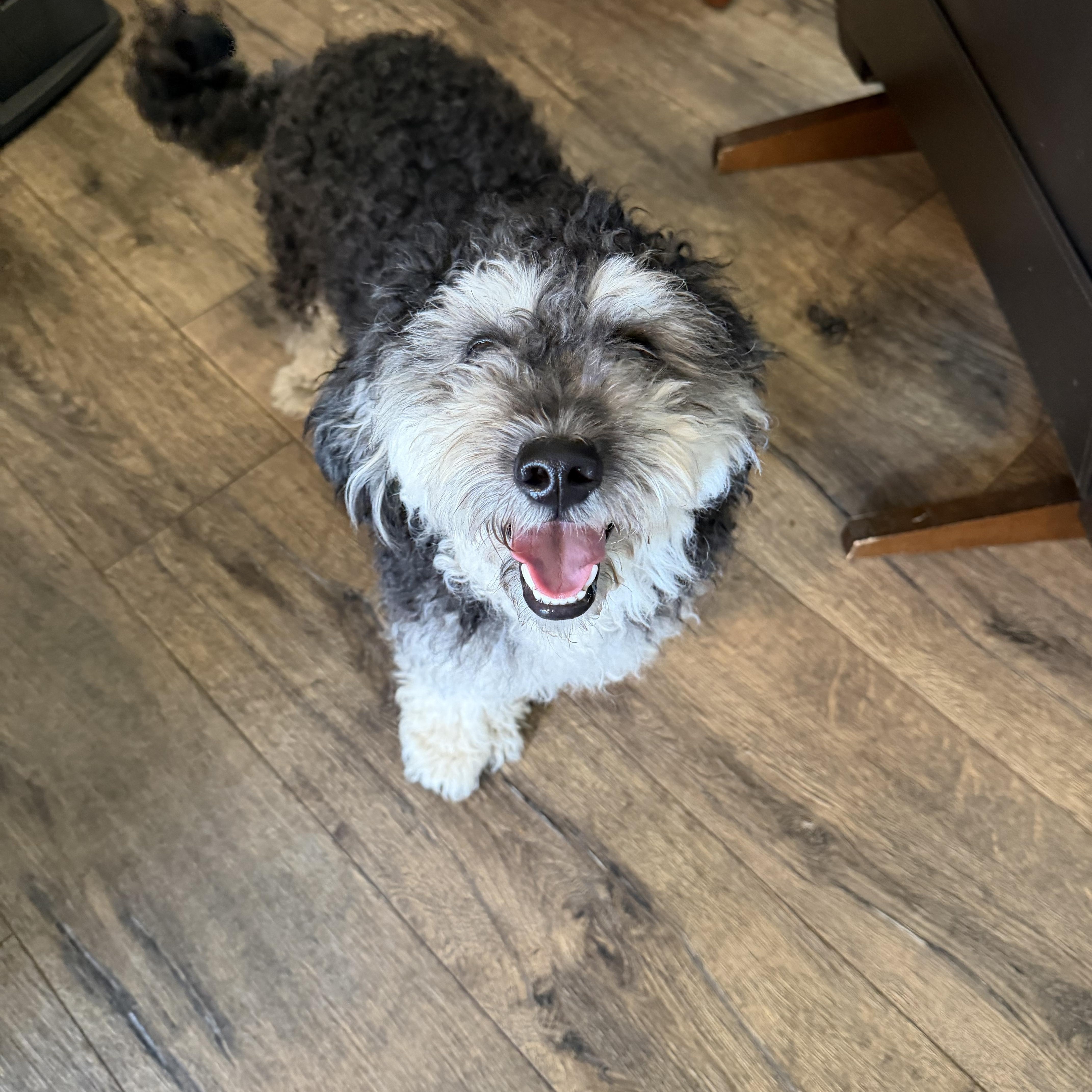 Enlarge Gatsby, an adopted mixed breed in Bettendorf, IA image 5/5