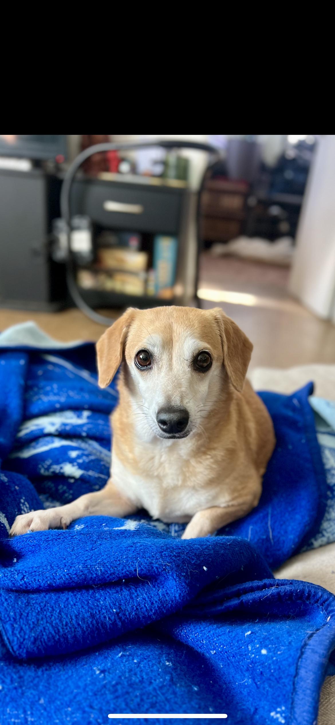 Enlarge Nala, an adopted mixed breed in Hamden, CT image 3/6