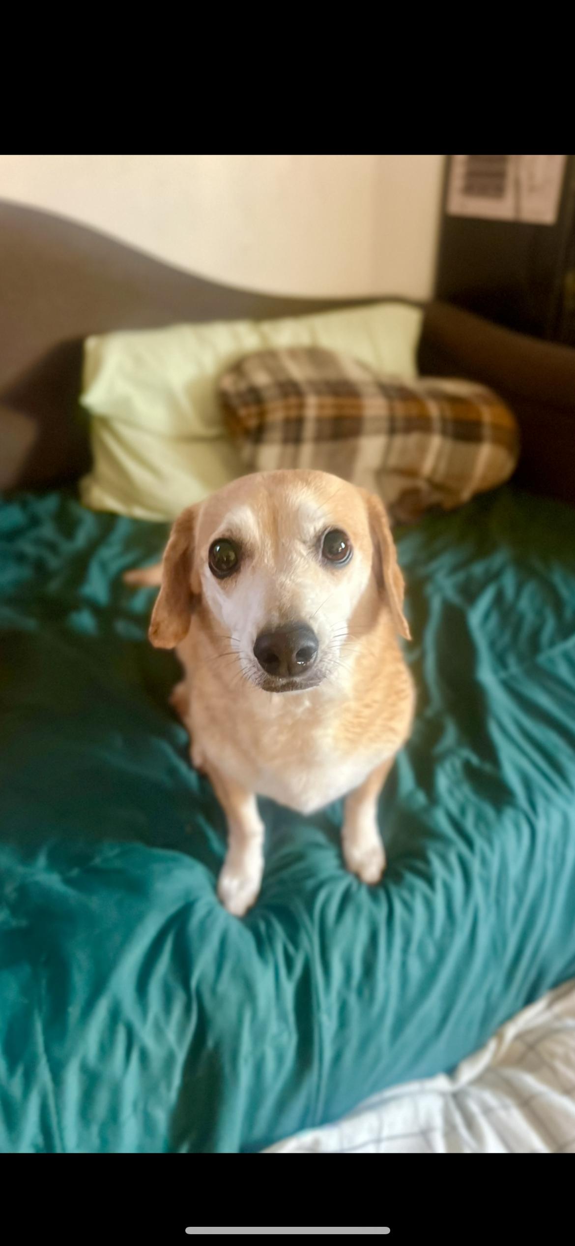 Enlarge Nala, an adopted mixed breed in Hamden, CT image 5/6