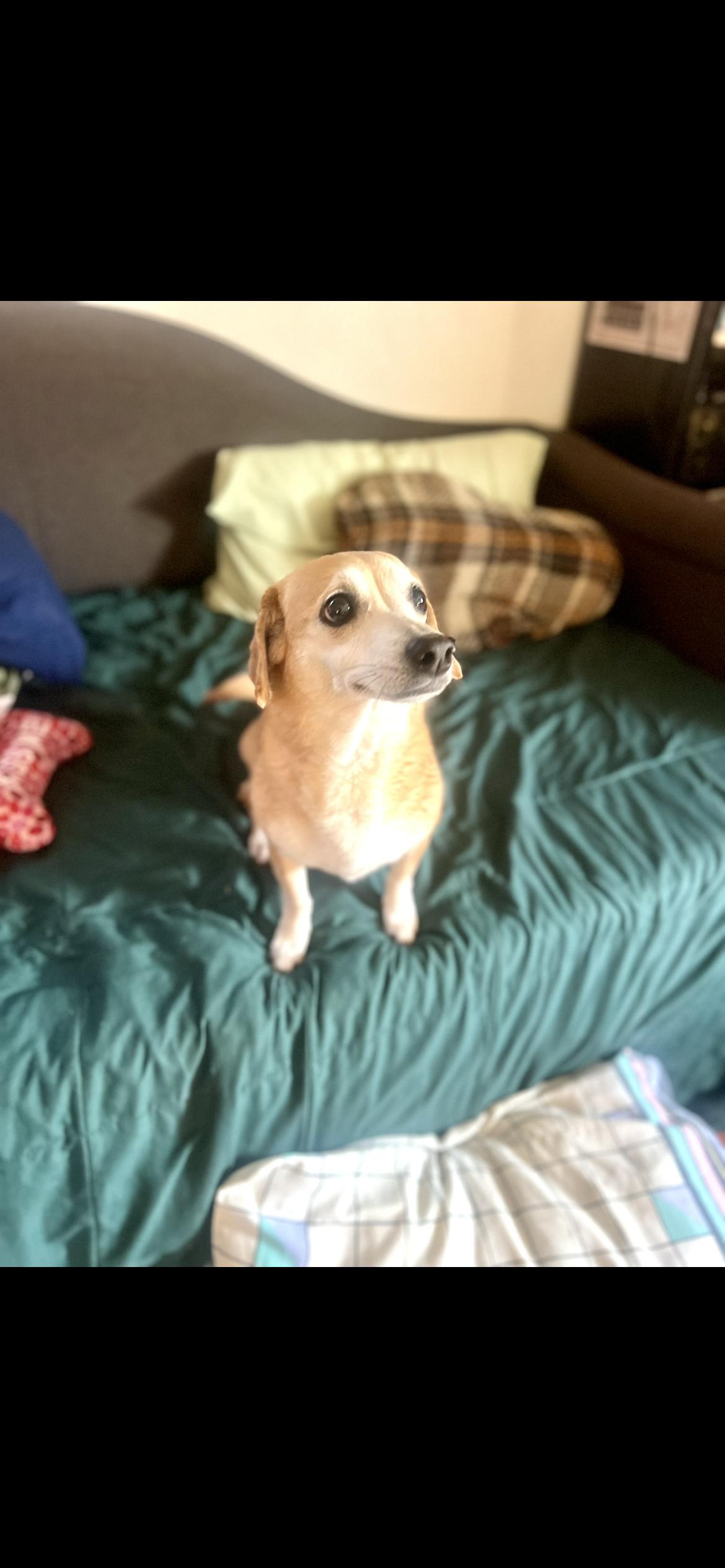 Nala, adopted, Adult Female Miniature Dachshund & Chihuahua.