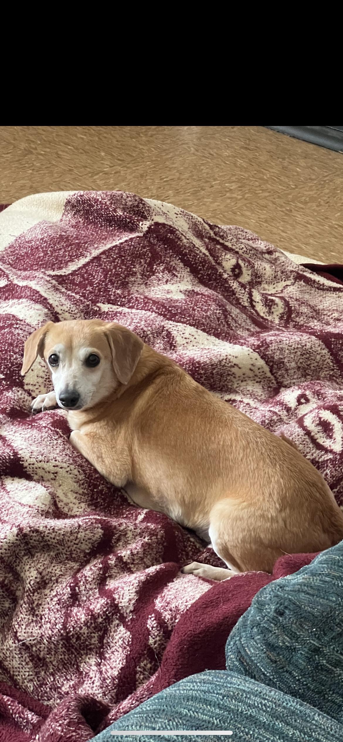 Enlarge Nala, an adopted mixed breed in Hamden, CT image 2/6