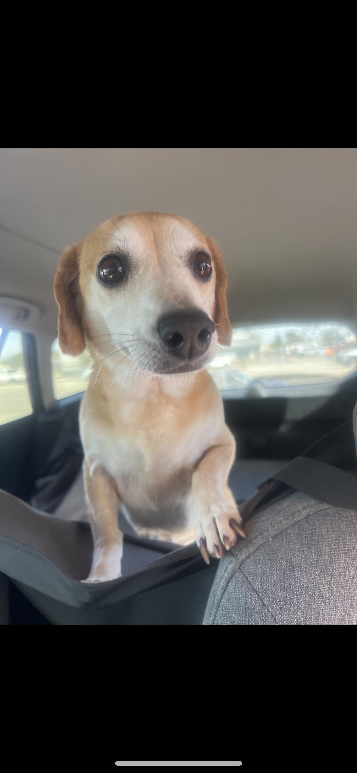 Enlarge Nala, an adopted mixed breed in Hamden, CT image 6/6