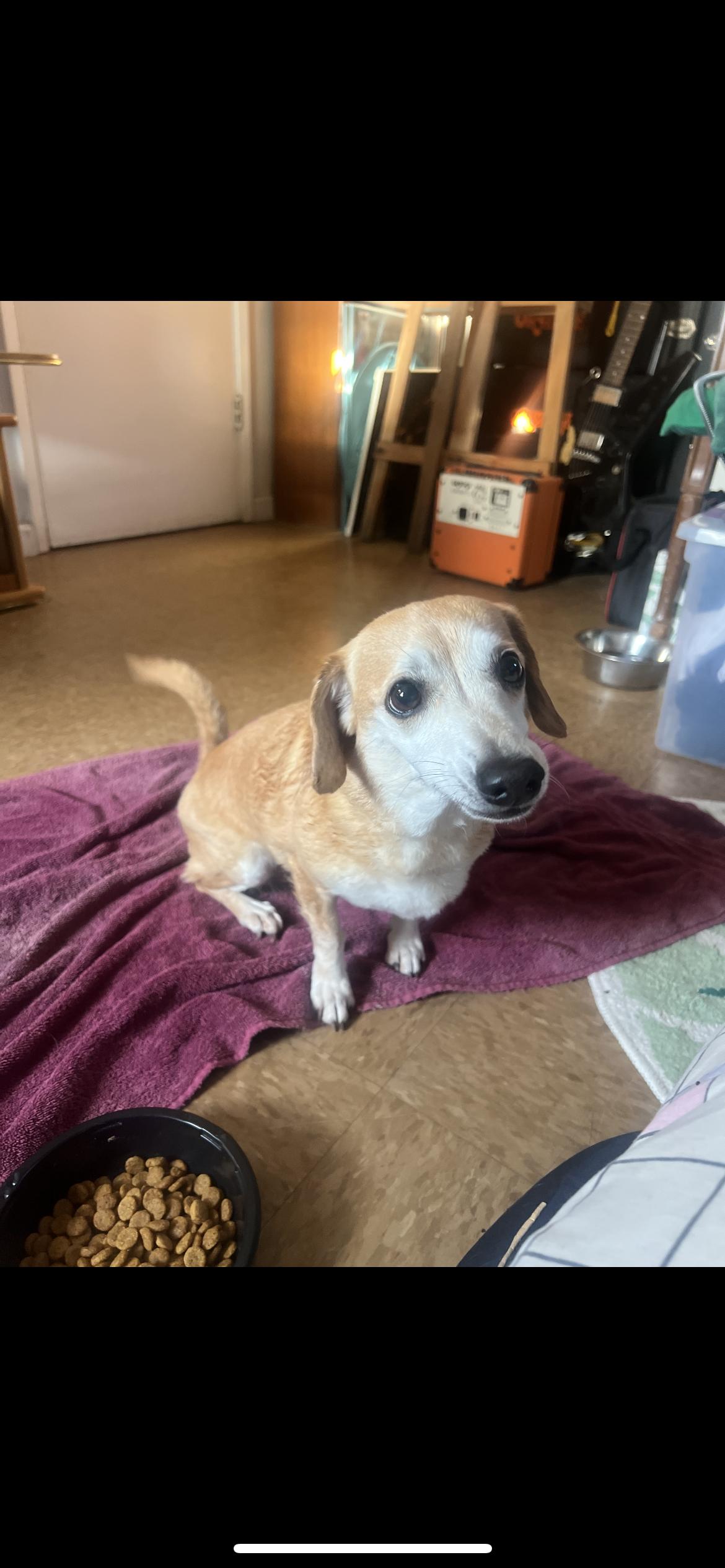 Enlarge Nala, an adopted mixed breed in Hamden, CT image 4/6