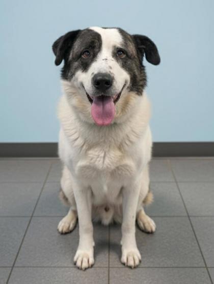 Enlarge Mike, a Adoptable mixed breed in Bowling Green, KY image 1/1