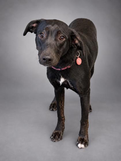 Teyla, Adoptable, Young Female Labrador Retriever & Mixed Breed.