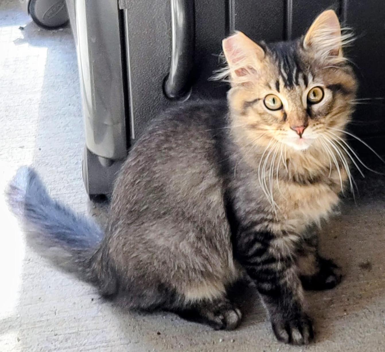Everest, Adopted, Kitten Male Maine Coon.