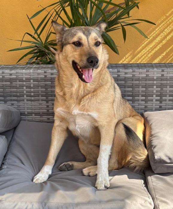 Patti, adopted, Young Female Husky & Shepherd.