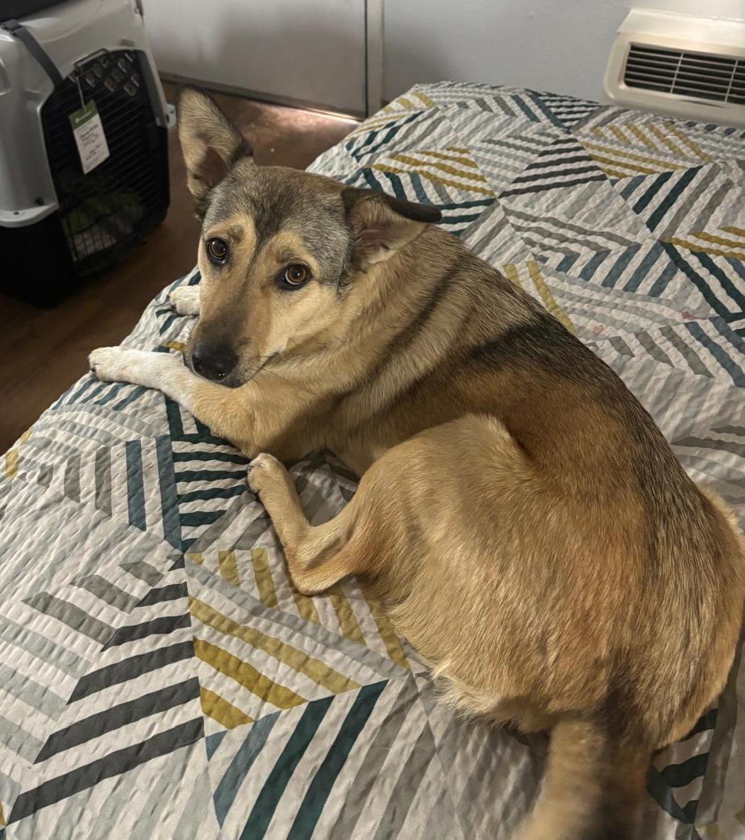 Enlarge Patti, an adopted mixed breed in Washington, DC image 4/4