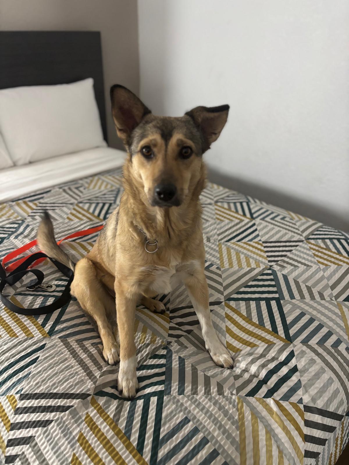 Enlarge Patti, an adopted mixed breed in Washington, DC image 2/4