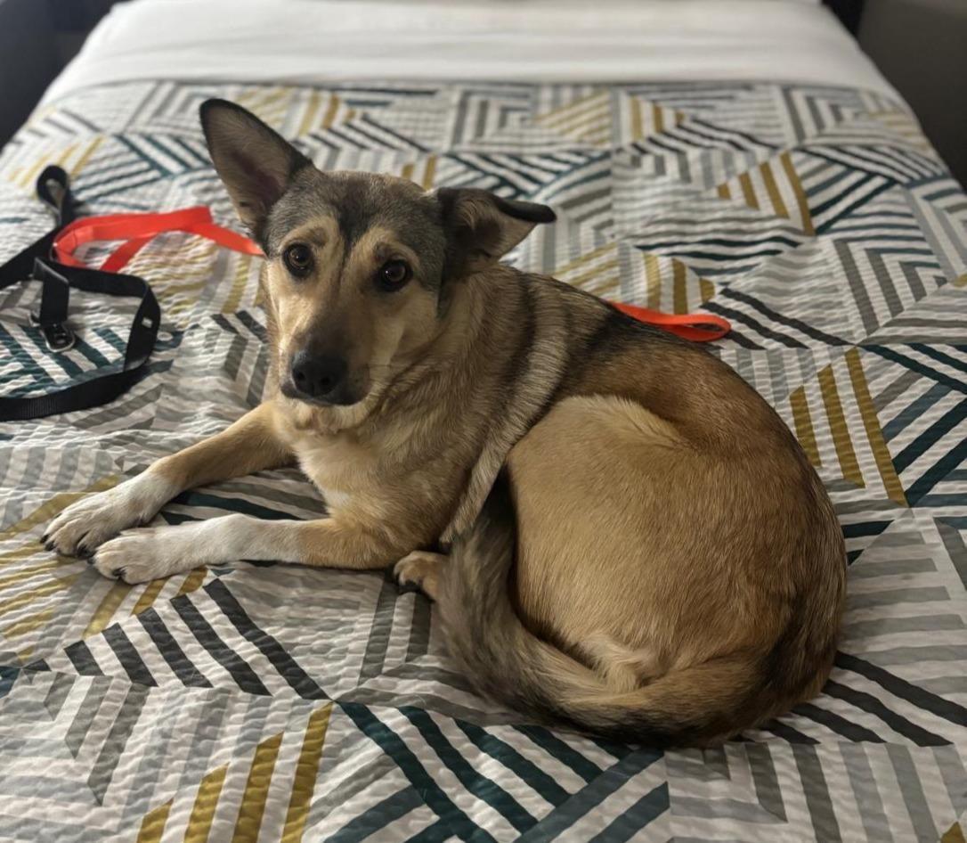 Enlarge Patti, an adopted mixed breed in Washington, DC image 3/4