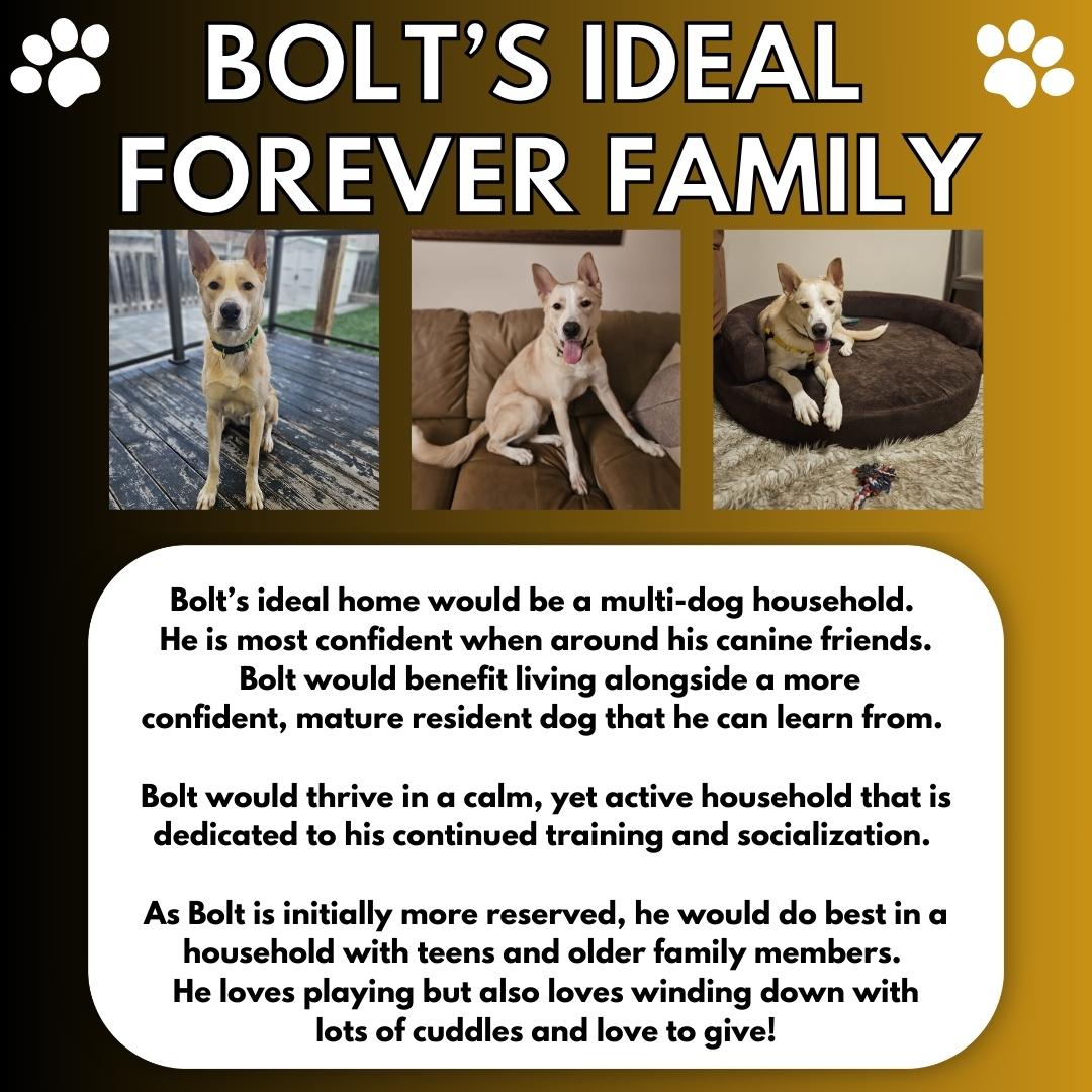 Enlarge Bolt, a Adopted mixed breed in Aurora, ON image 5/6