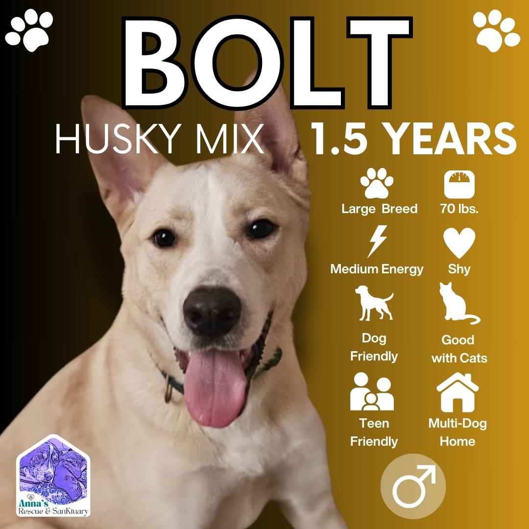 Enlarge Bolt, a Adopted mixed breed in Aurora, ON image 1/6