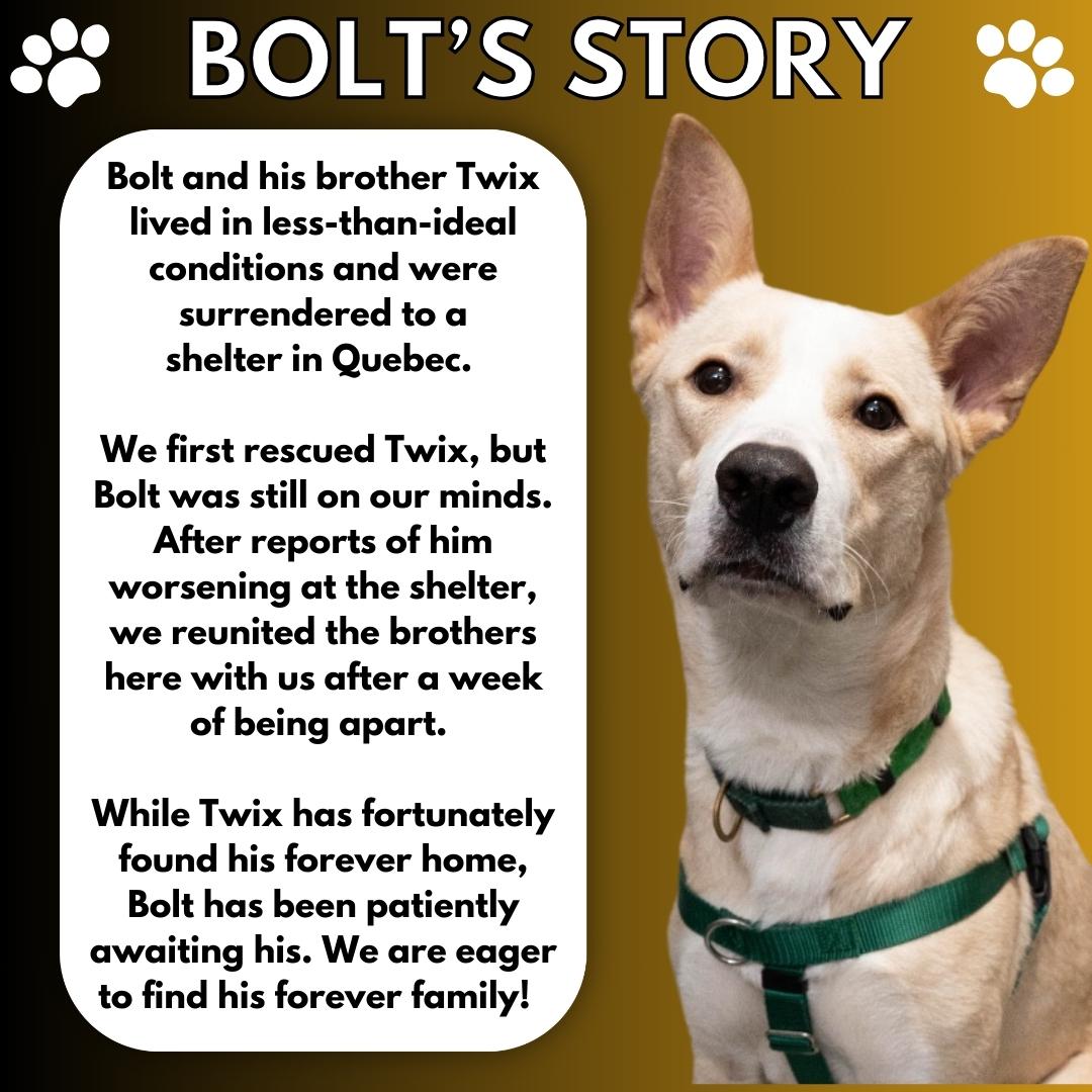 Enlarge Bolt, a Adopted mixed breed in Aurora, ON image 3/6