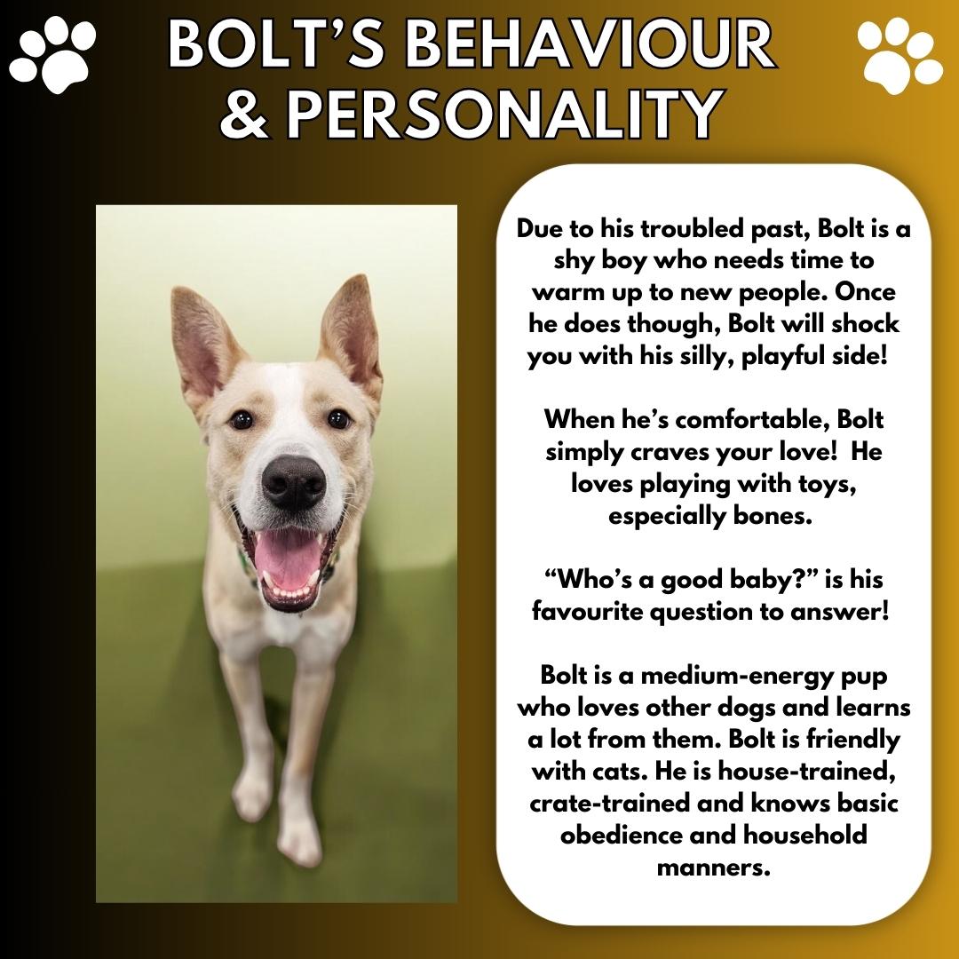 Enlarge Bolt, a Adopted mixed breed in Aurora, ON image 4/6